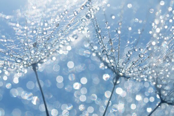 Three Dandelions in dew drops