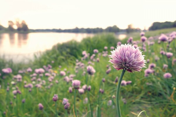 Clairière avec des fleurs roses près du lac