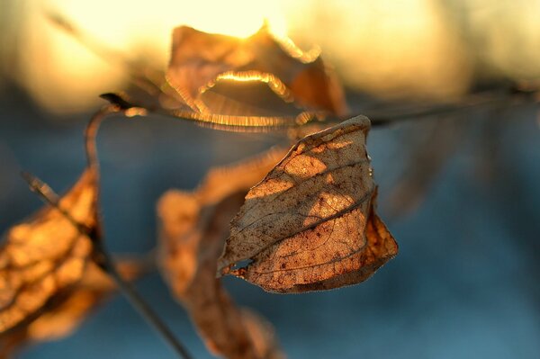 Trockenes Blatt fliegt durch den Wind