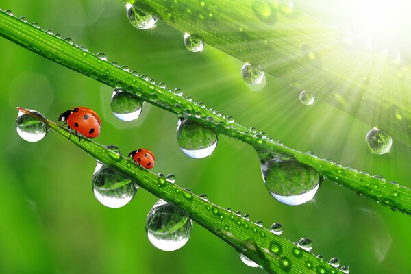 Dew drops hanging from the leaves