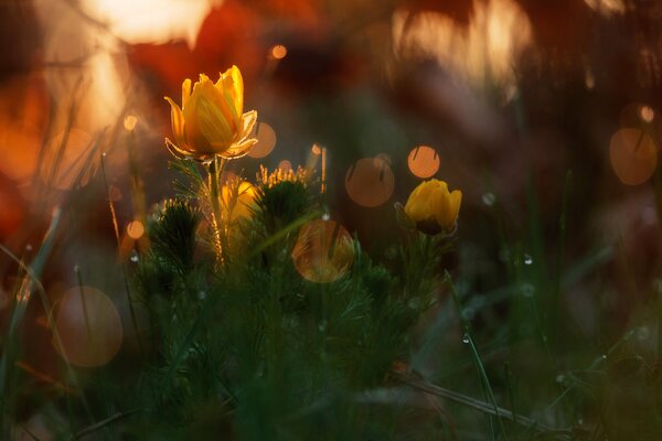 Spring nature in the forest. Beautiful flowers