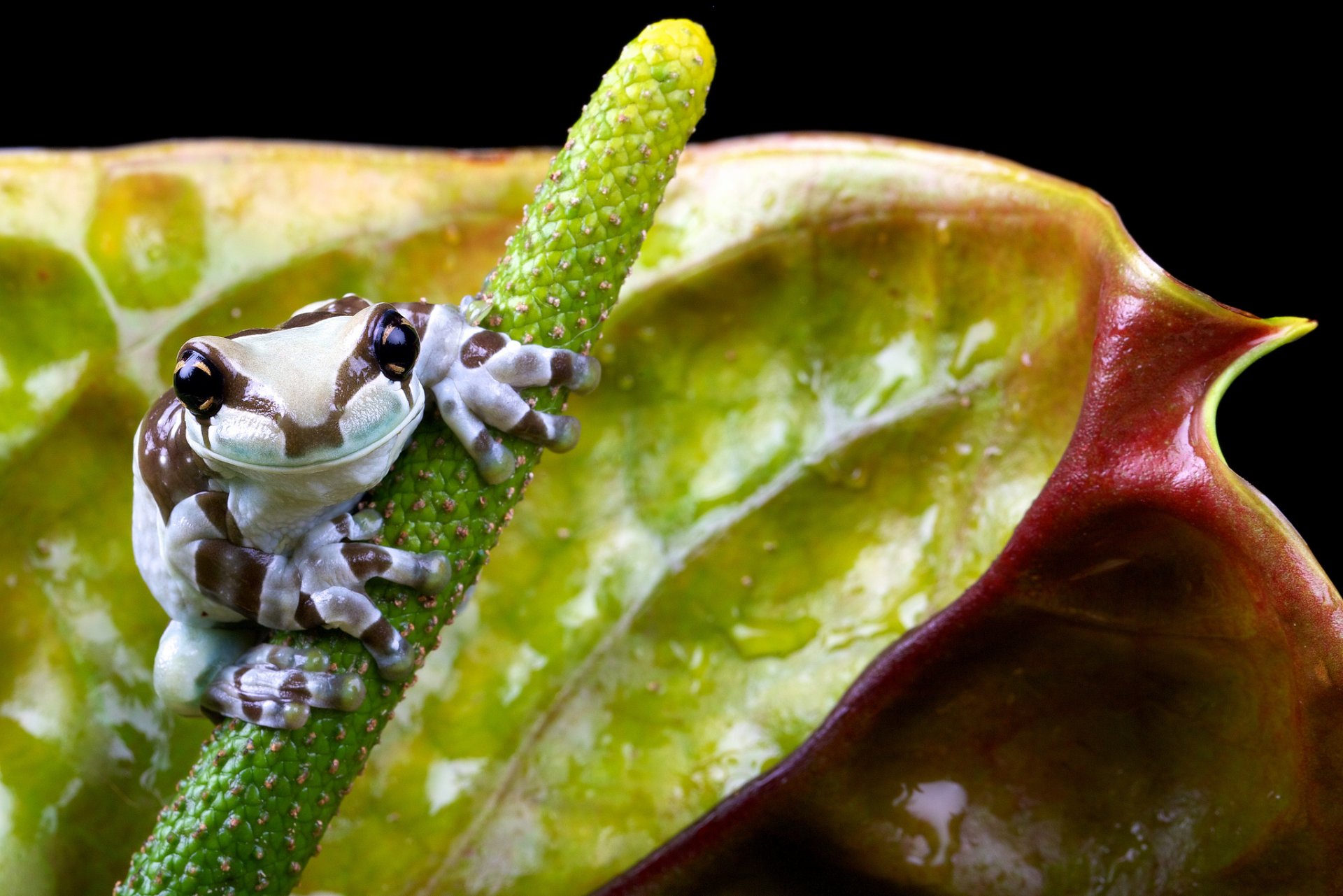 grenouille fleur nature petit