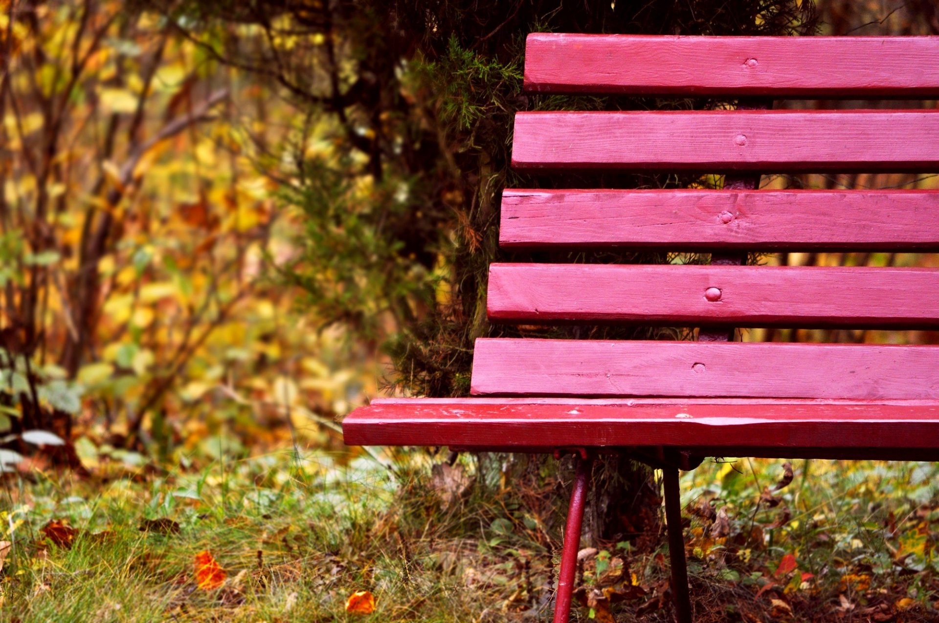 bench bench bench boards nature autumn park grass trees leave