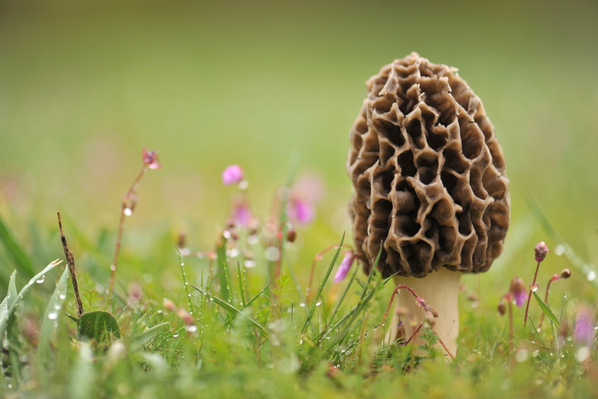 mushroom morel grass rosa