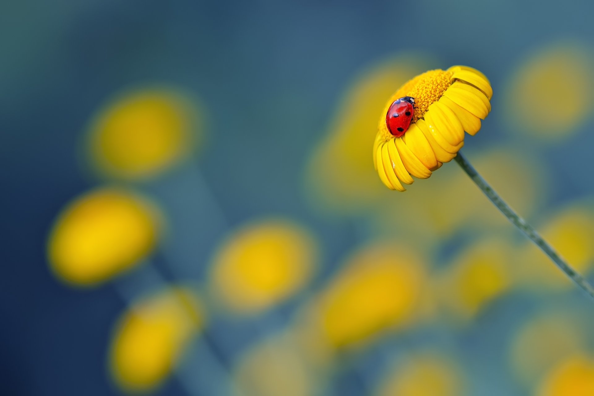 fleurs camomille jaune coccinelle