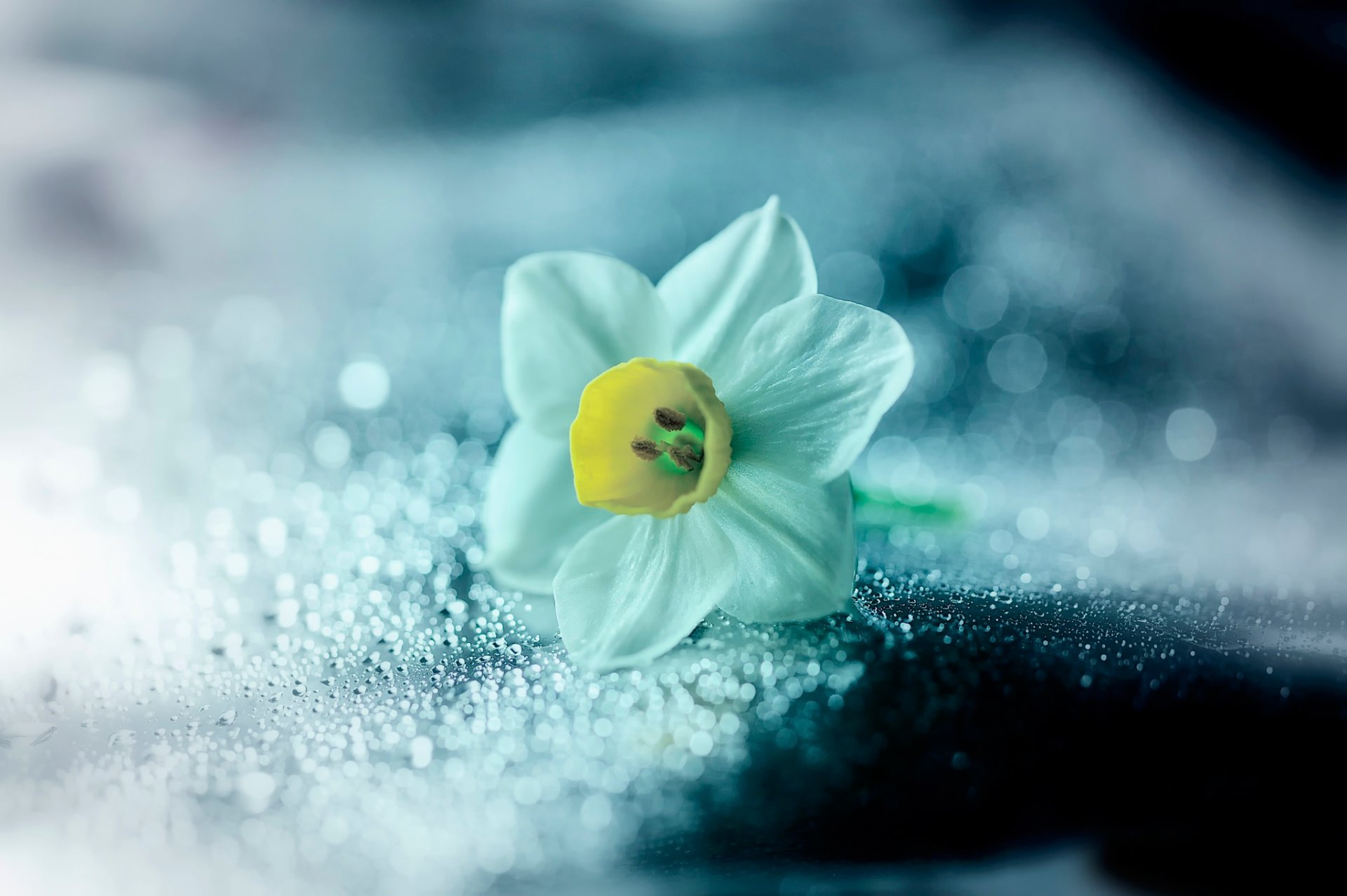 flower narcissus bokeh