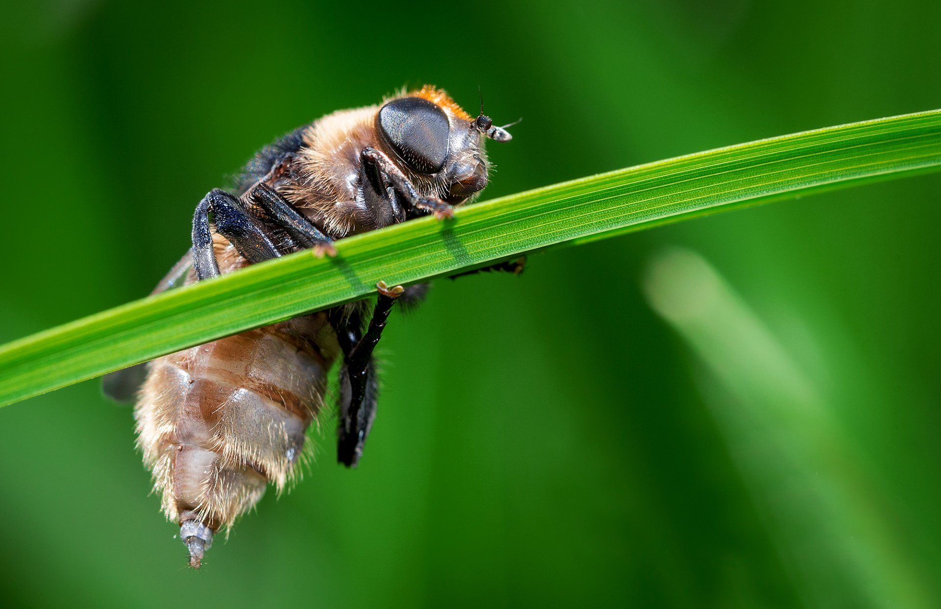 insecto hierba verde