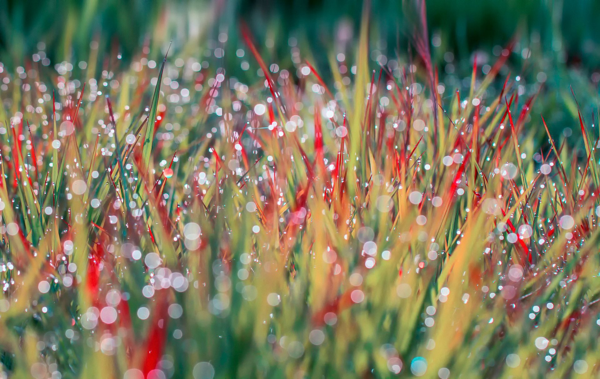 close up morning grass rosa drops reflection