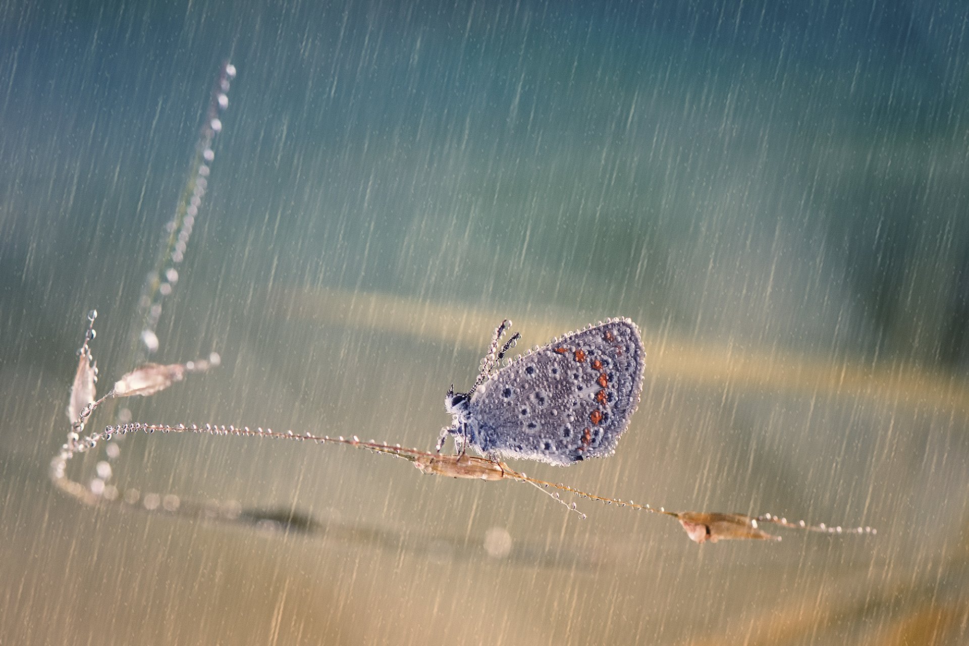 źdźbło trawy motyl krople deszcz blask