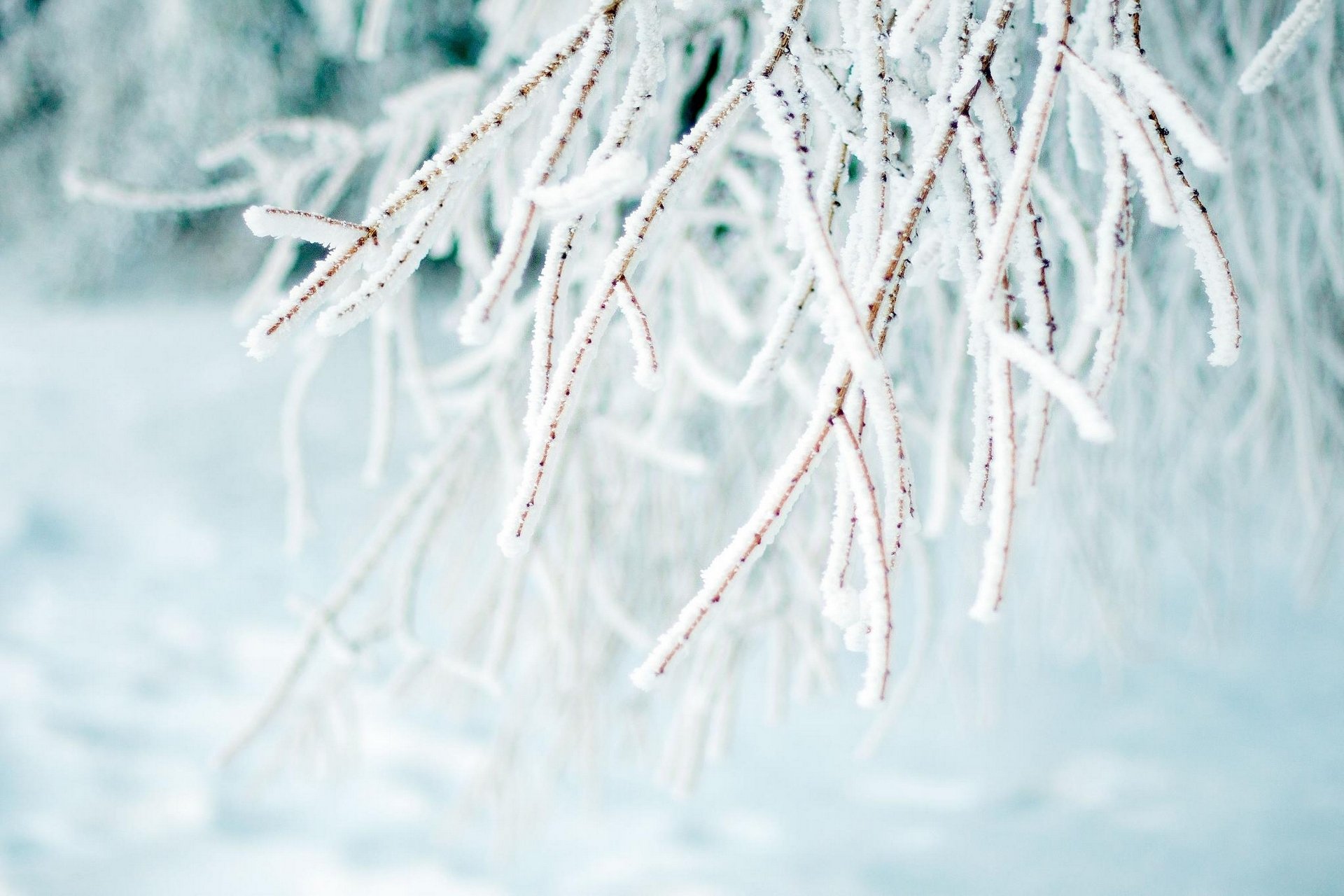 branches givre hiver gros plan