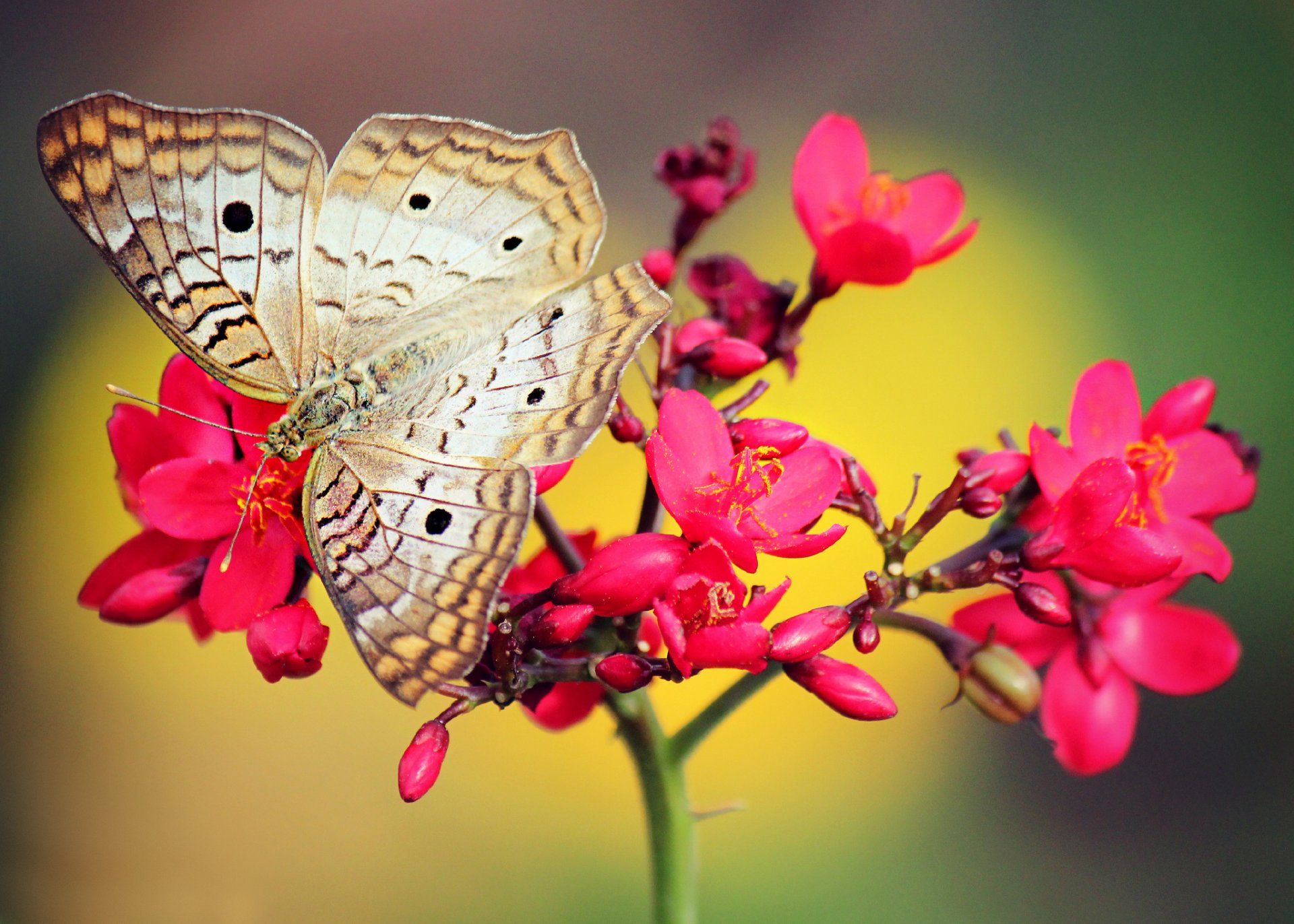 blume rot rosa schmetterling