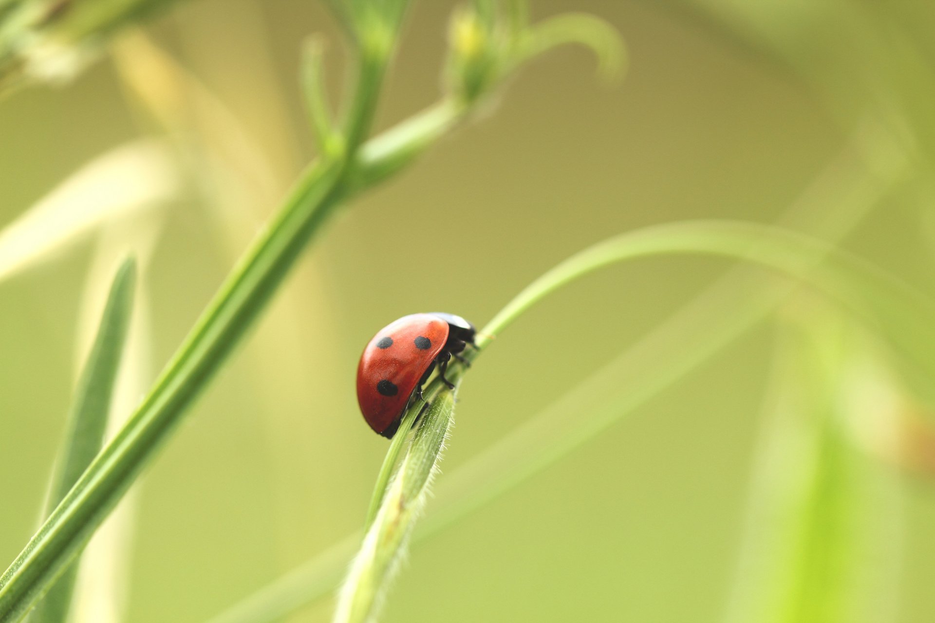 piante fili d erba coccinella