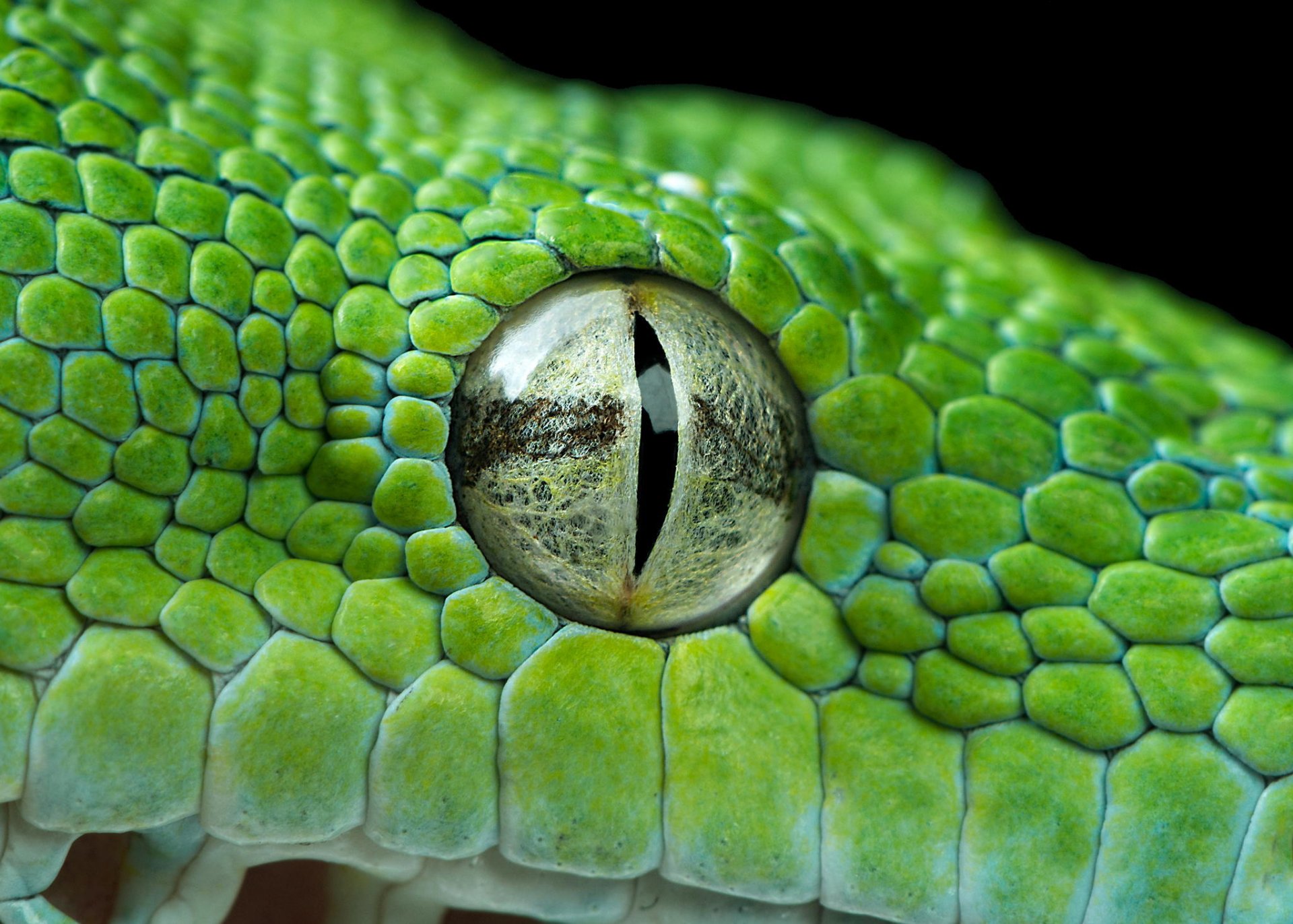 oeil python