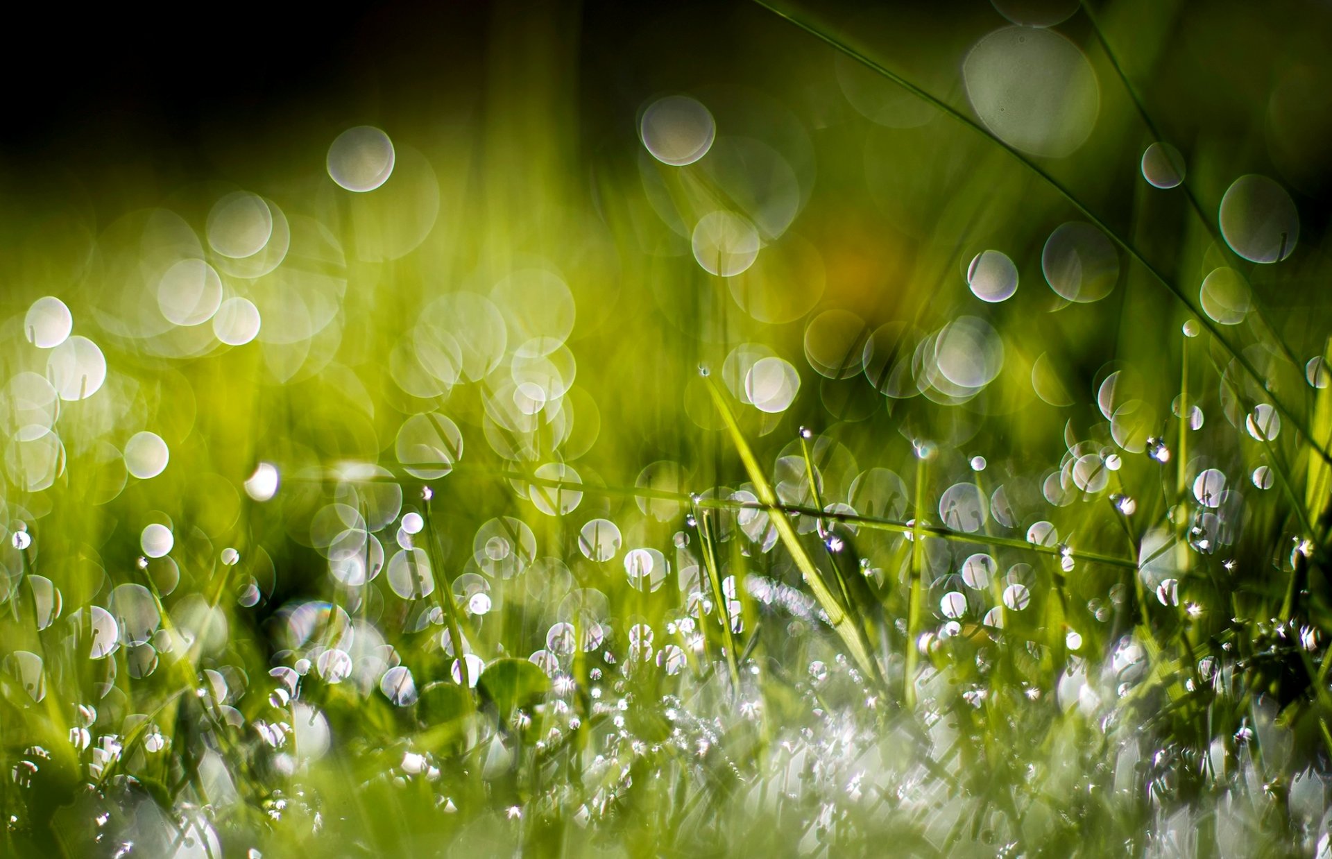 herbe verdure gouttes eau rosée bokeh gros plan nature