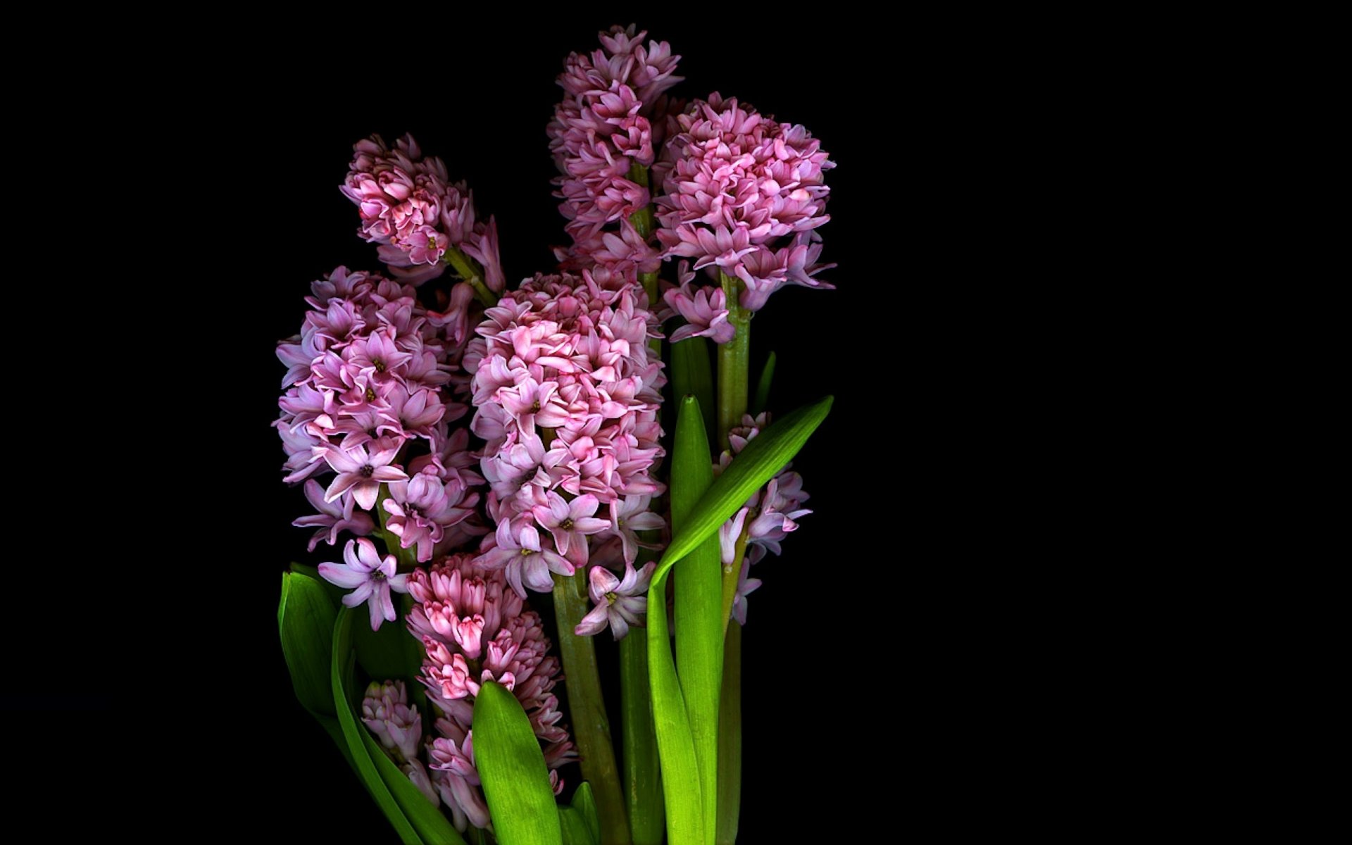 blumen blütenblätter licht schatten hintergrund tapete stiel