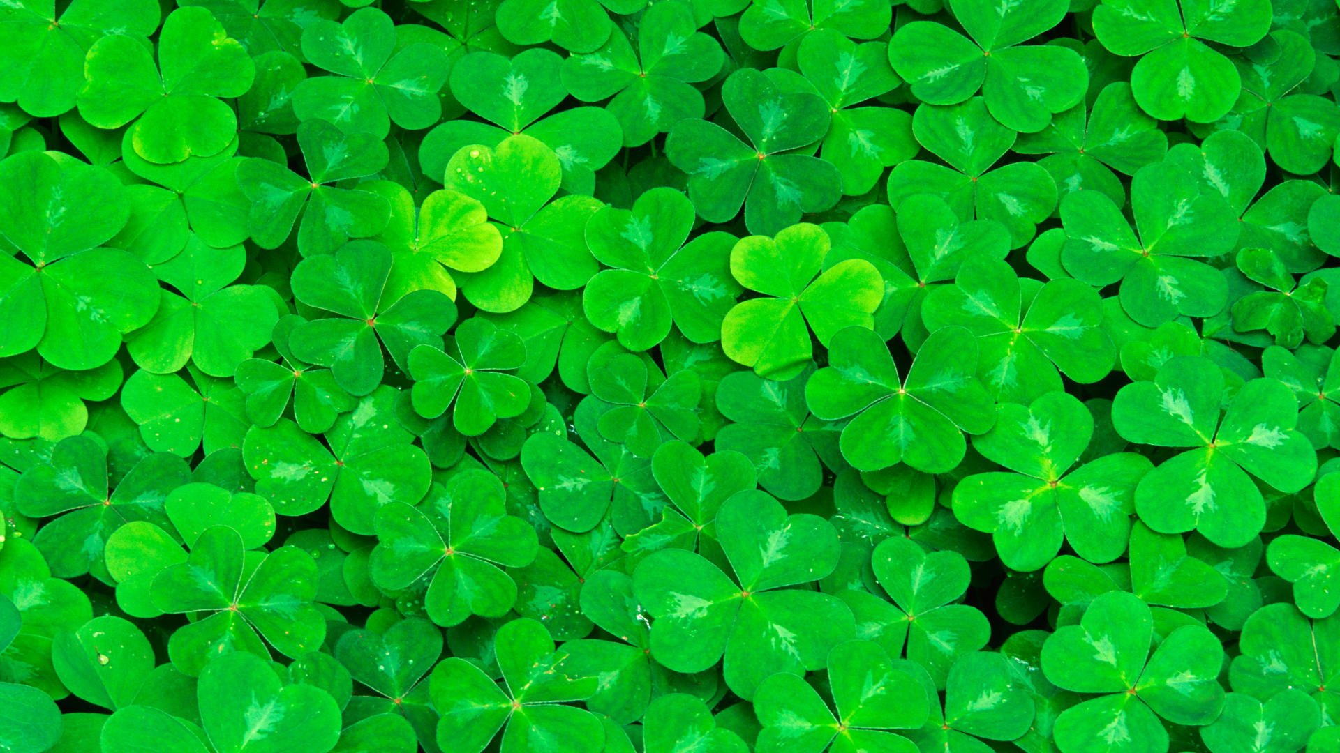 clover leaves green juicy