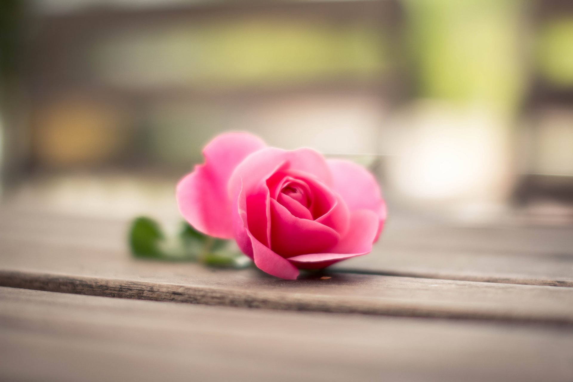 rose rose fleur pétales gros plan bokeh