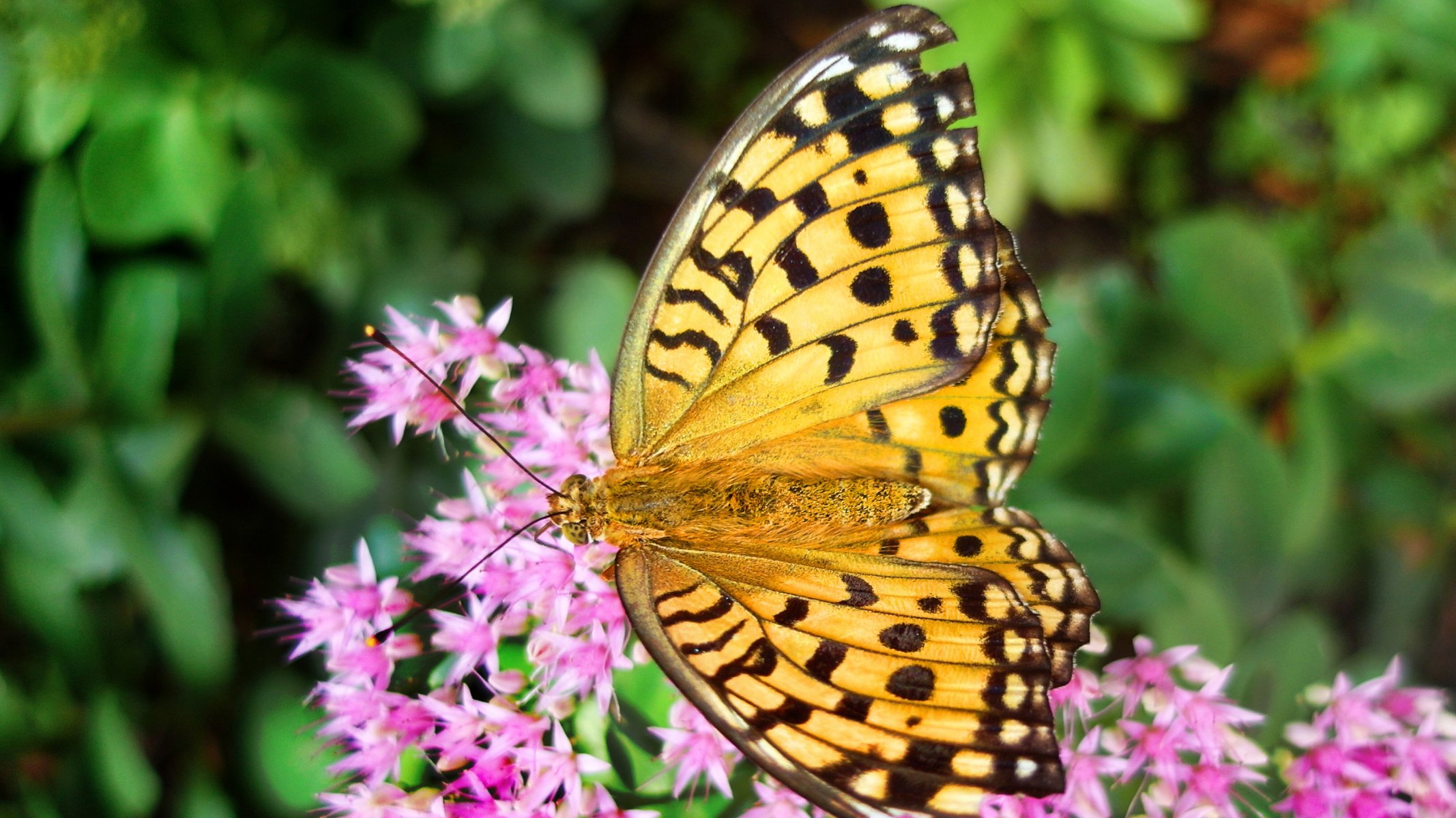 sommer blumen blume rosa schmetterling gelb gelb unschärfe hintergrundbilder