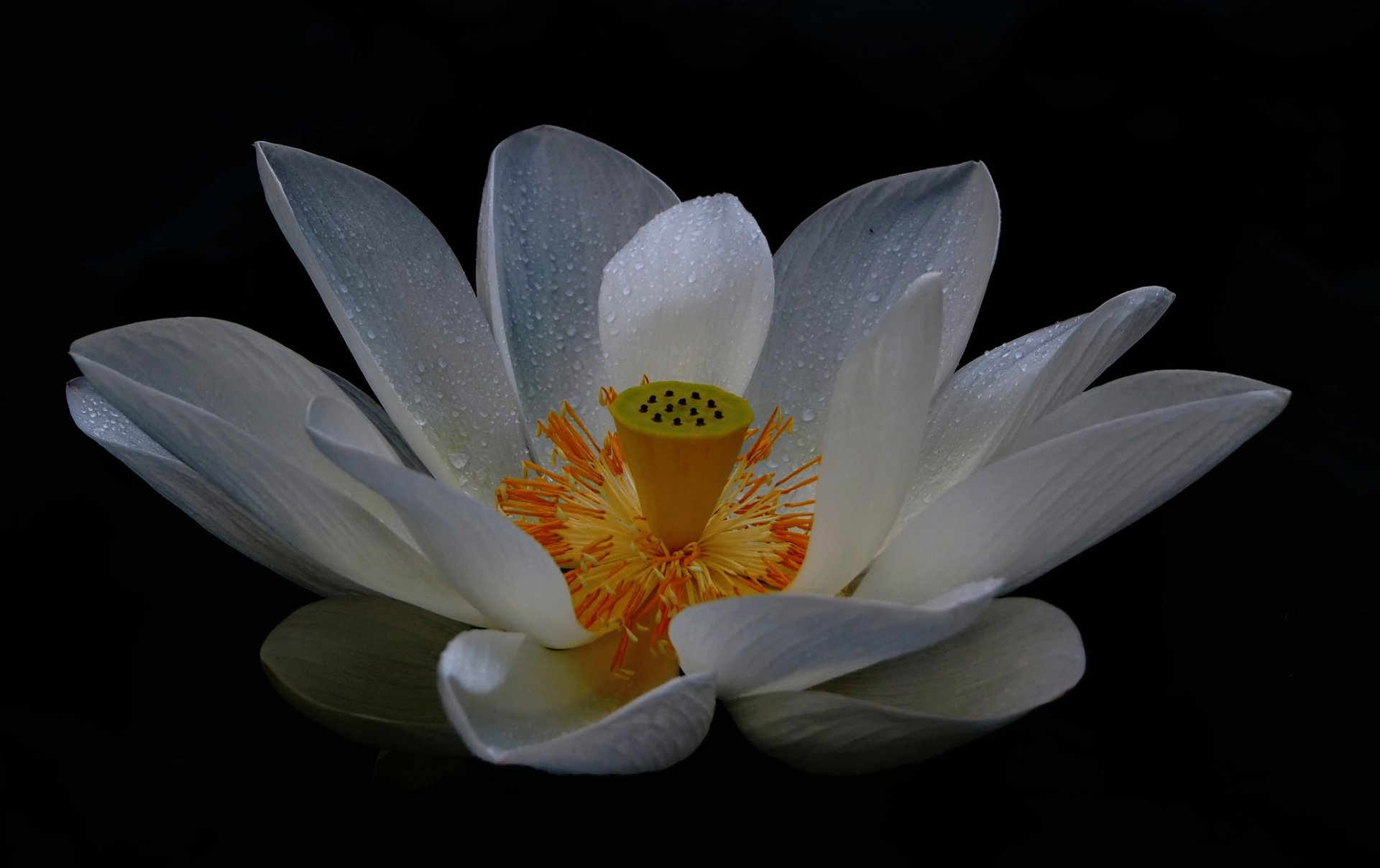 white lotus petals flower