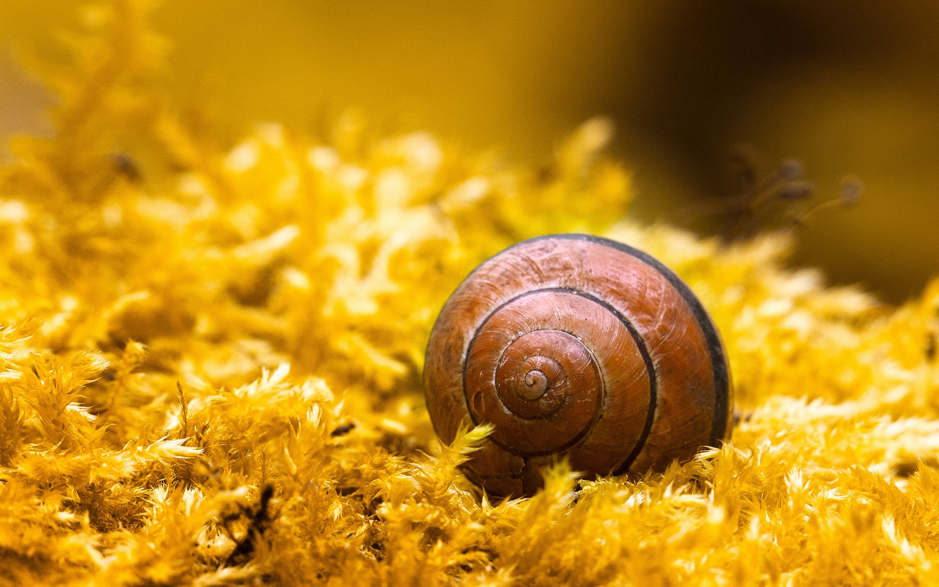 gros plan escargot coquille coquillage spirale plante jaune mousse