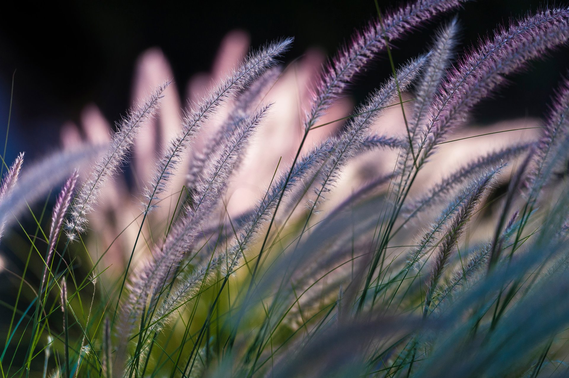 sinfonía de la naturaleza hojas de hierba bokeh