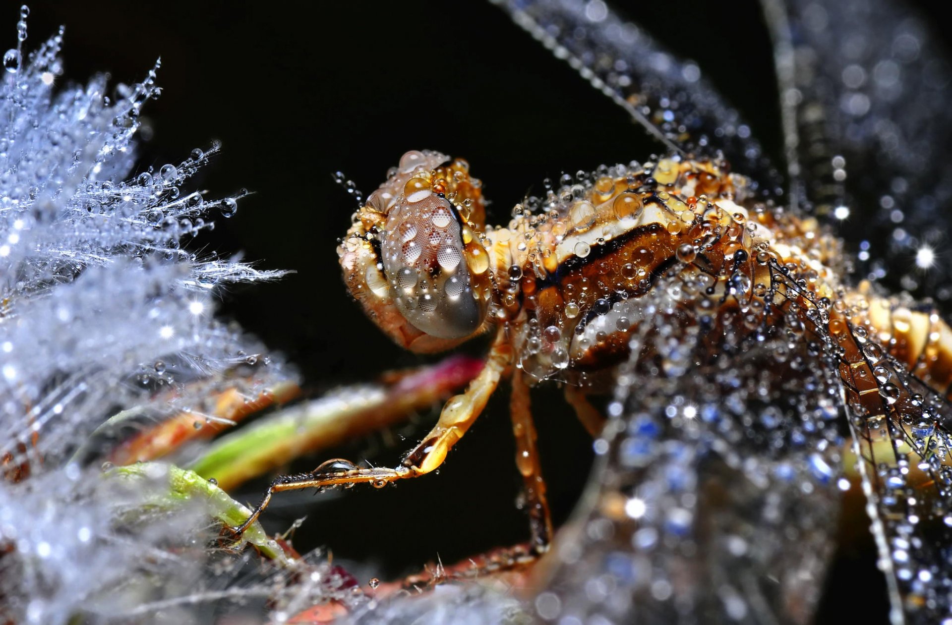 insect drops background