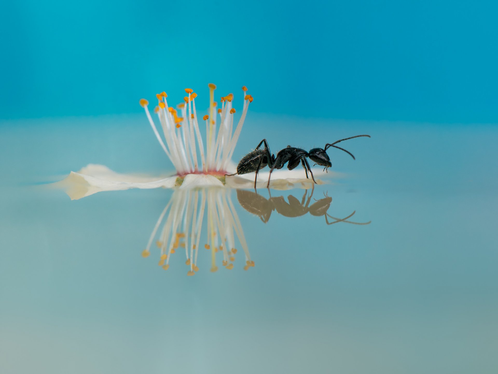 water flower ant reflection