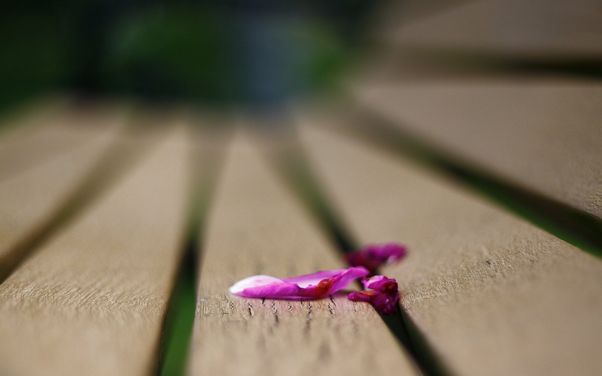 macro flowers petal pink bench bench bench blur background wallpaper widescreen fullscreen widescreen