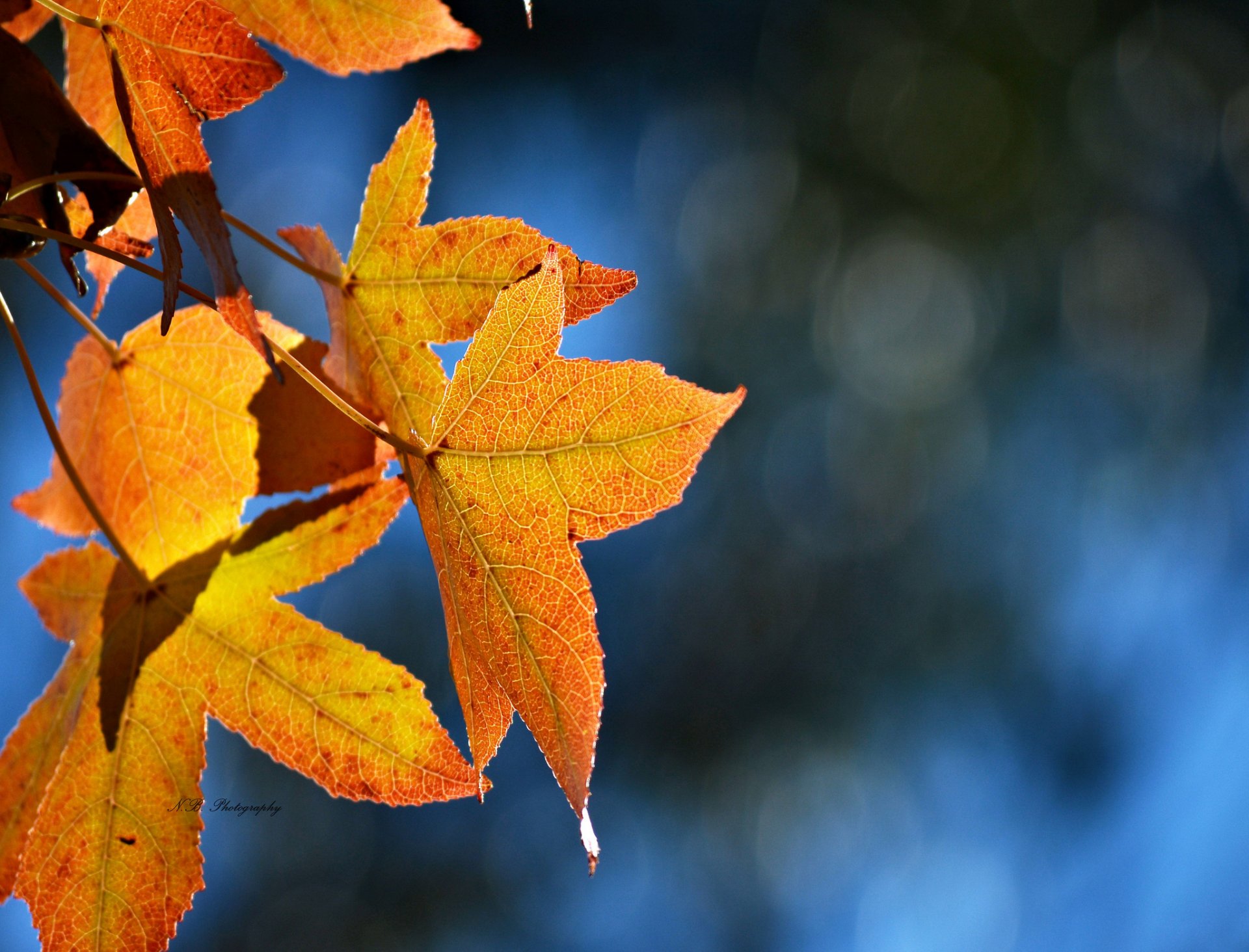 foglie autunno giallo acero luci sfondo blu