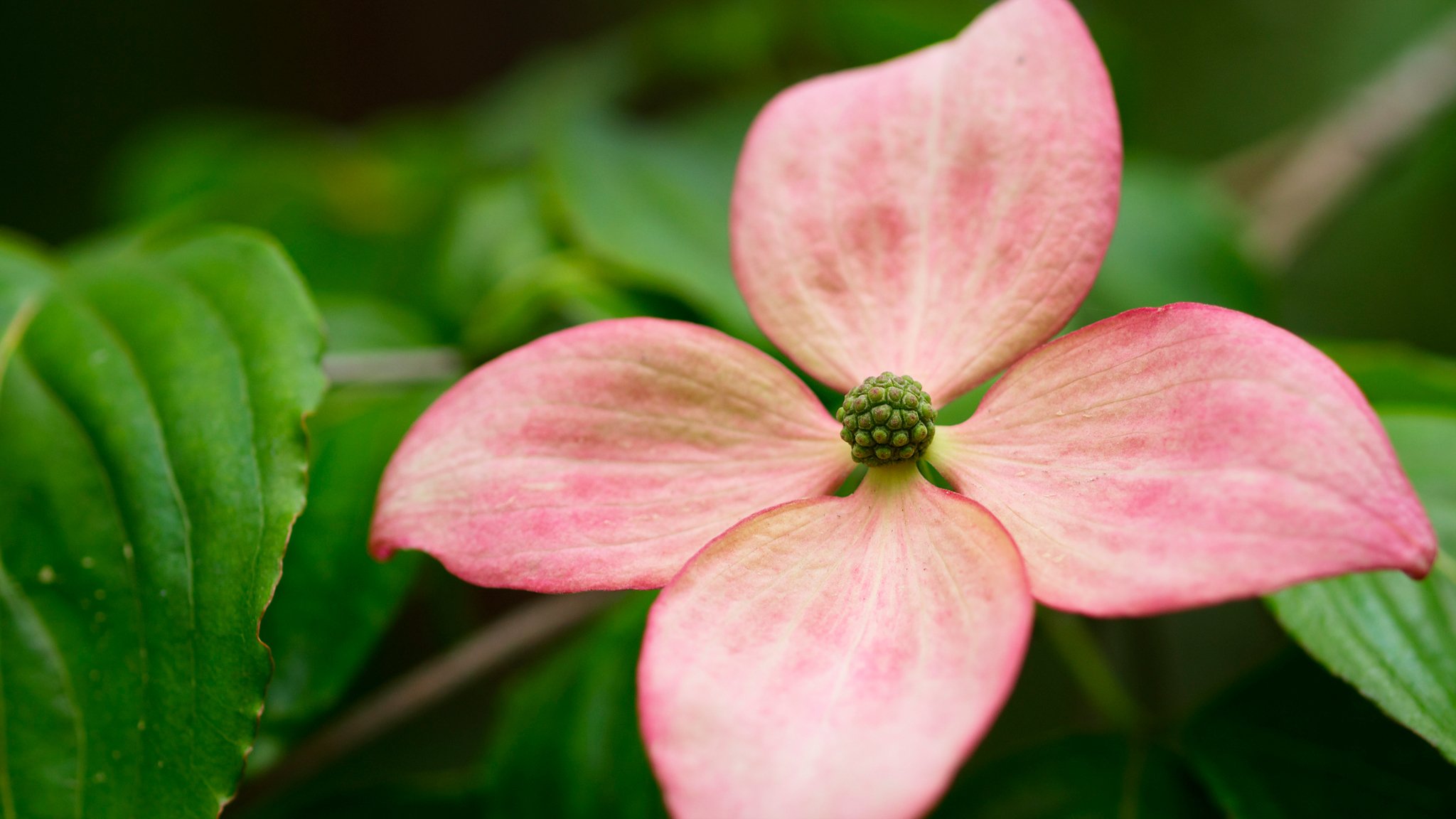 fiore petali bokeh