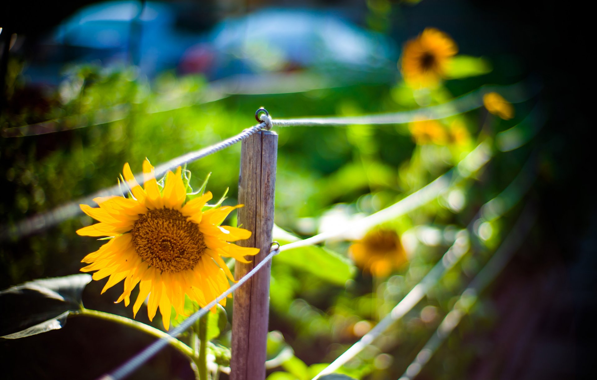 unflower flower yellow fence fence nature macro