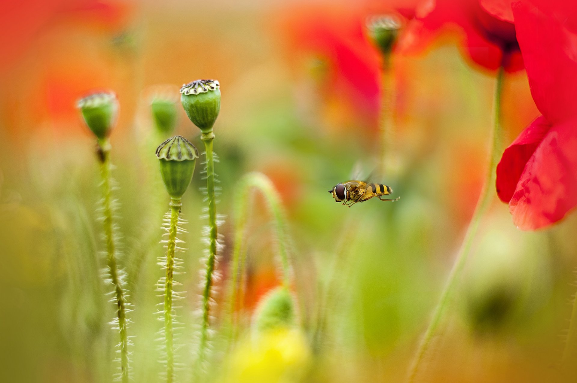 poppies bee blur