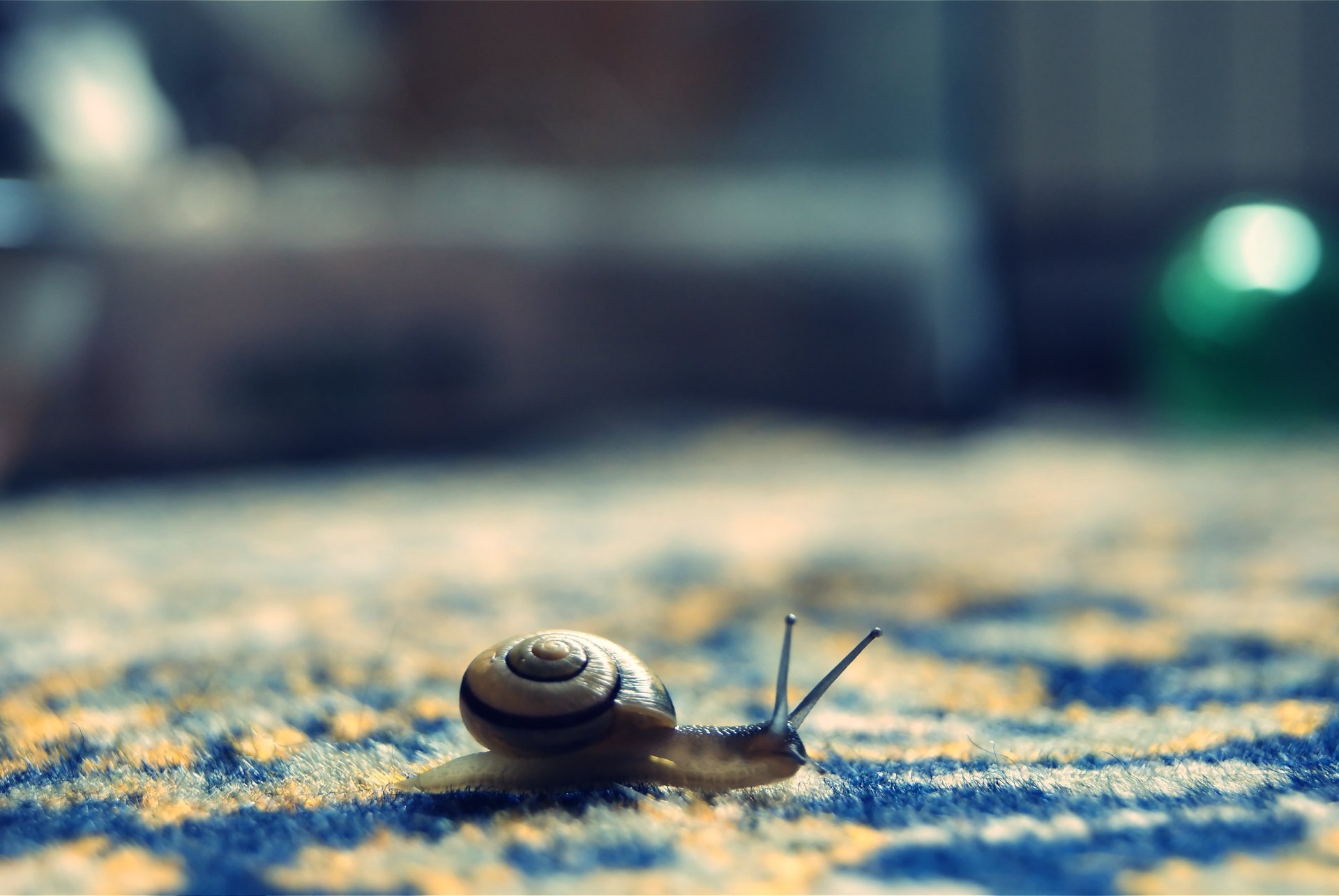 escargot pile bokeh