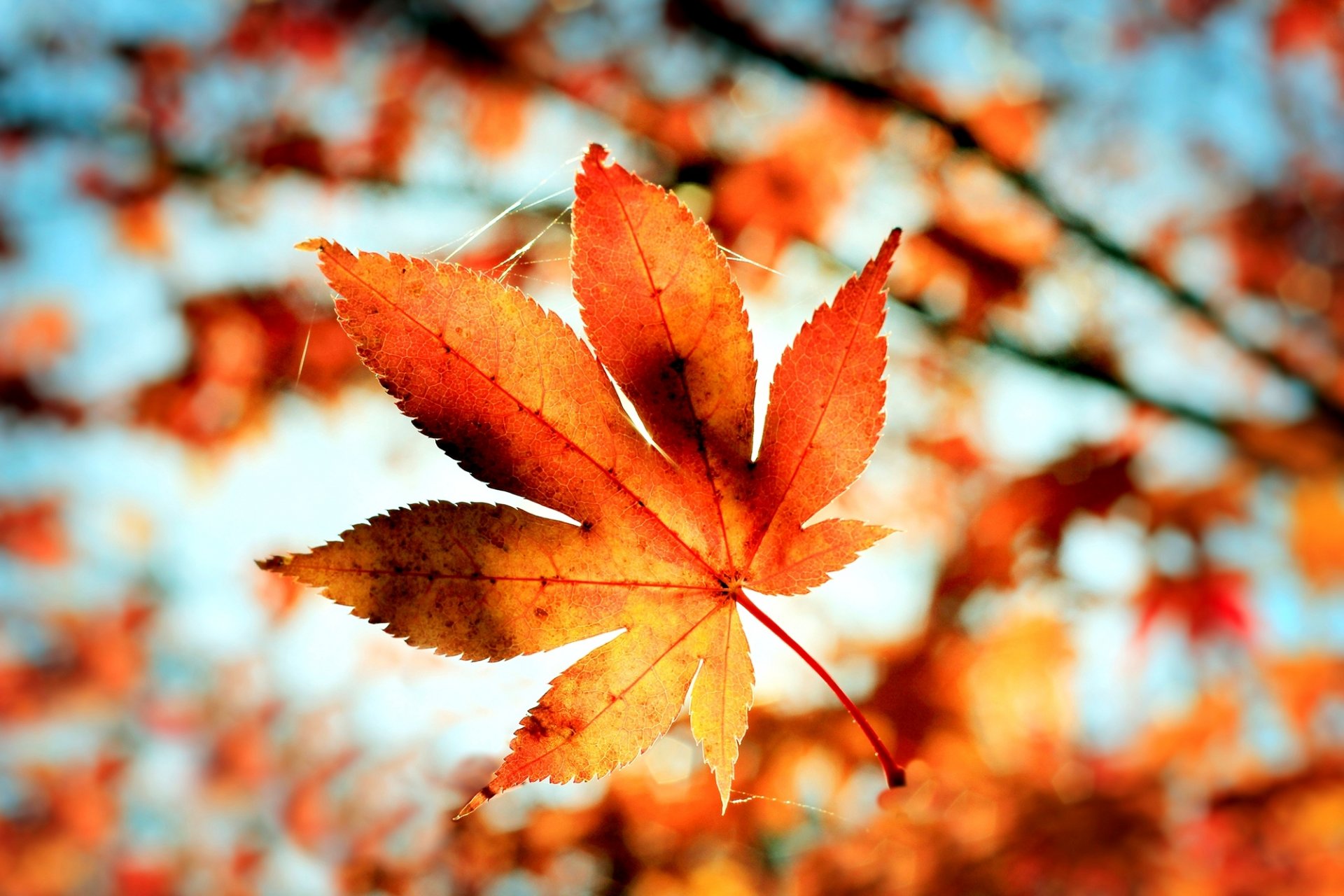 heet orange web bokeh blur autumn close up nature