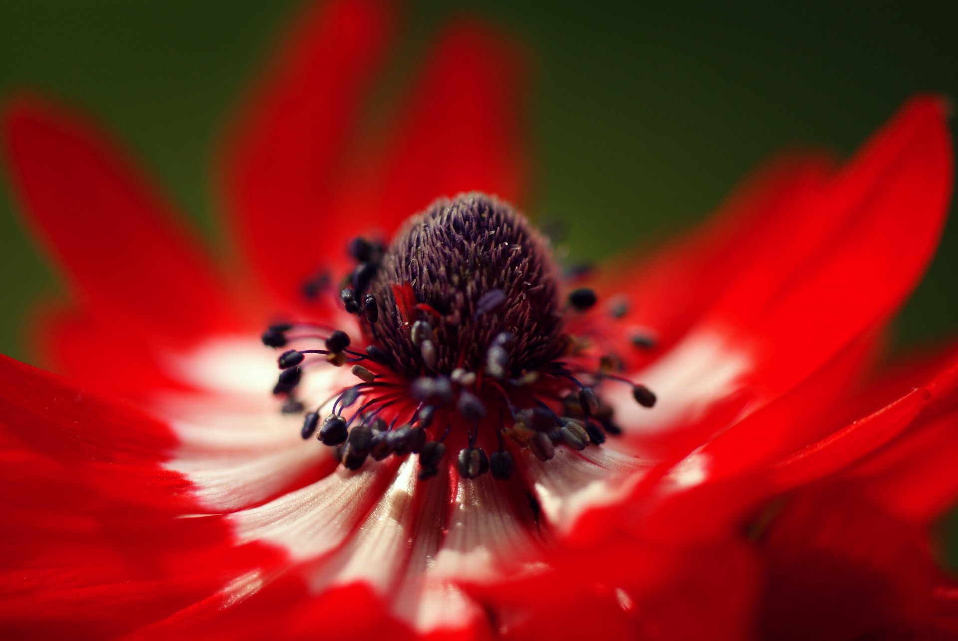 rot anemone blume makro blütenblätter