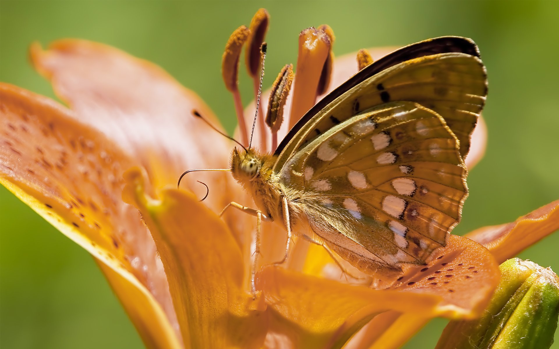 fleur lis orange papillon vrilles