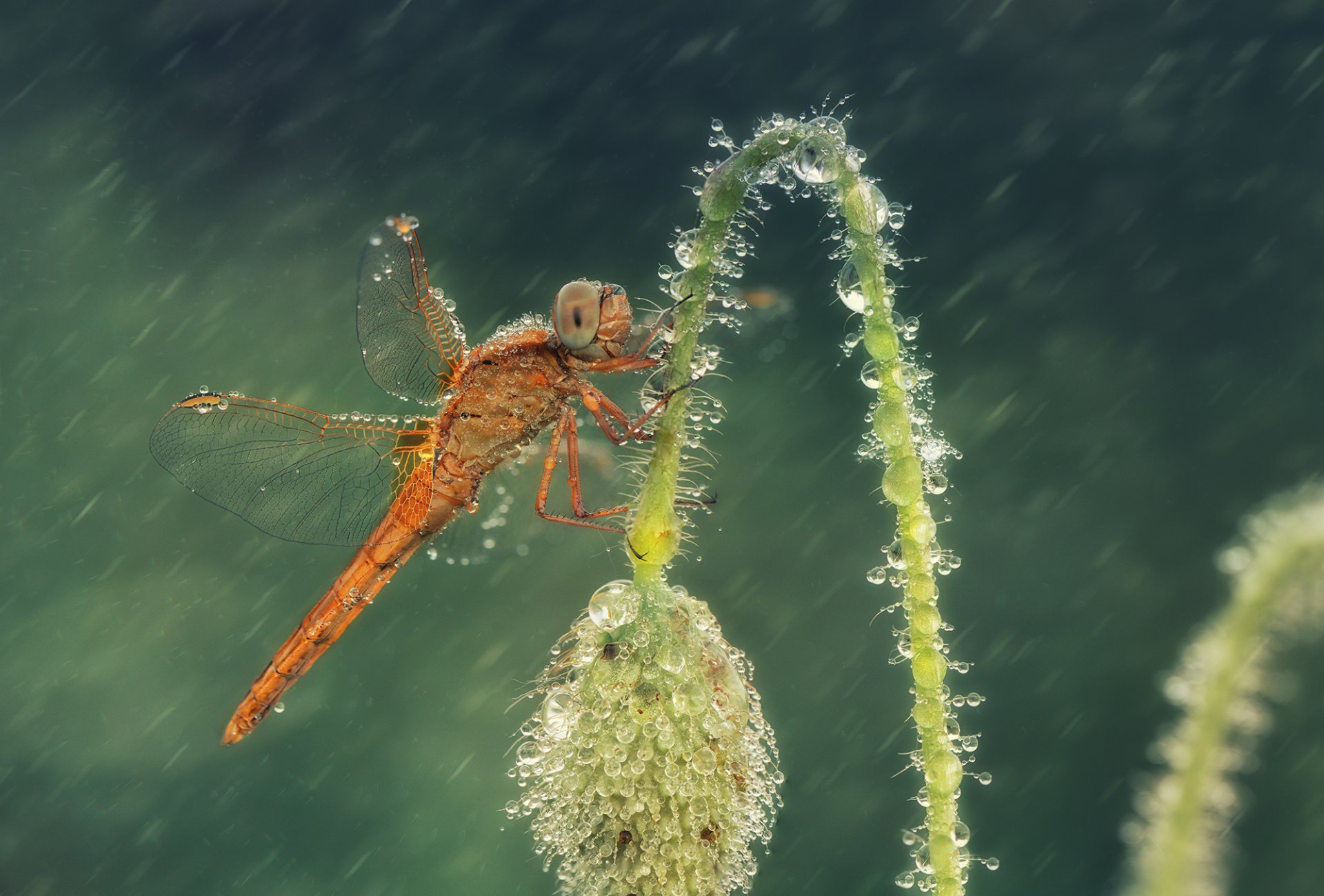 flor amapola brote libélula gotas lluvia