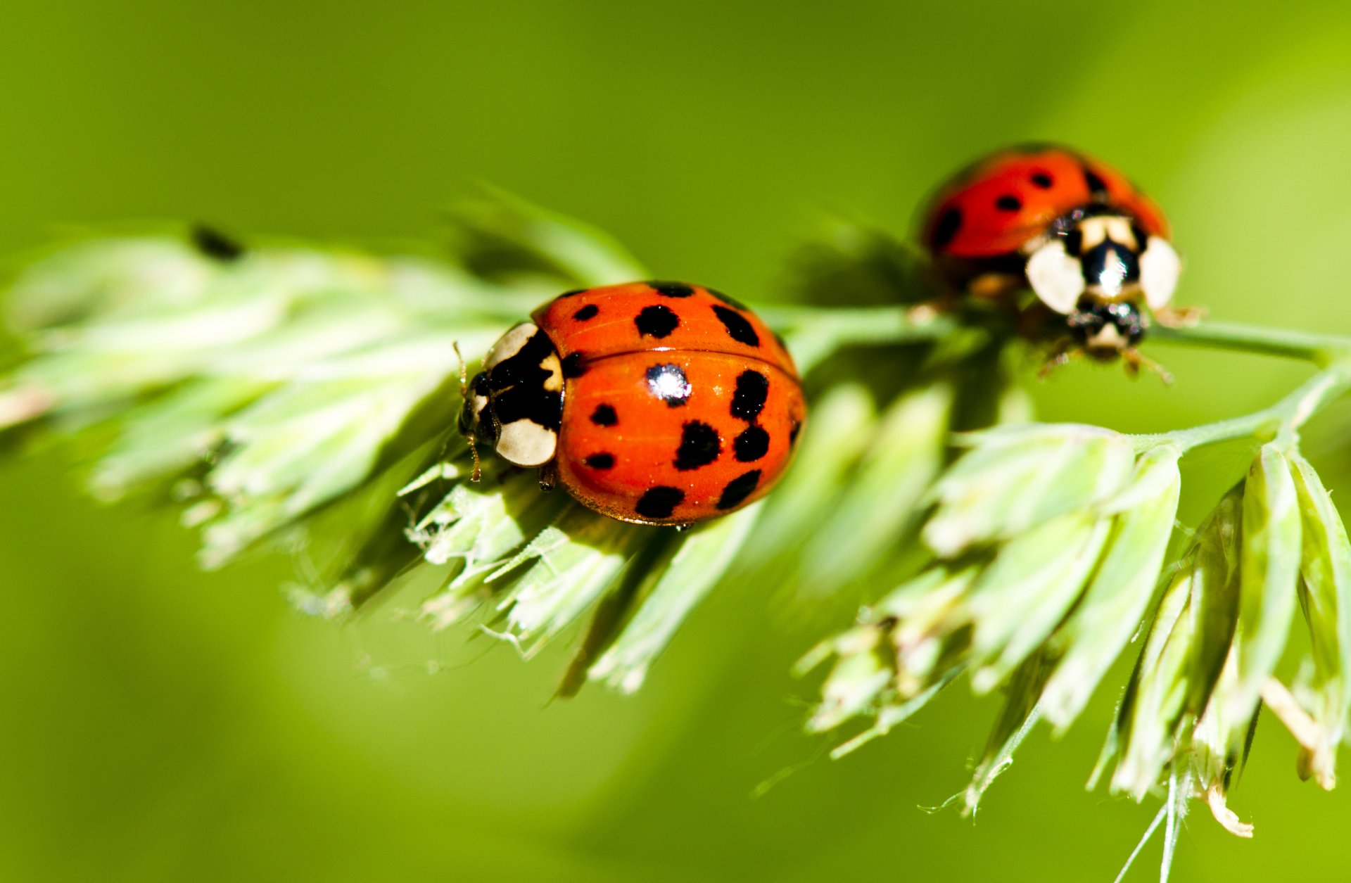 ladybugs plants insect