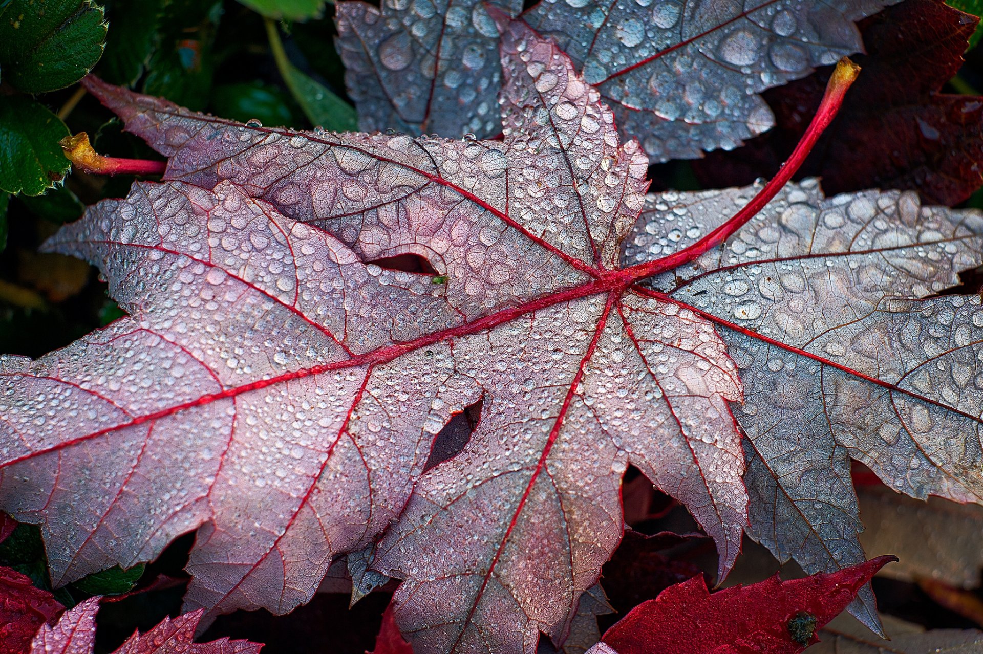 leaves fallen autumn maple drops rosa