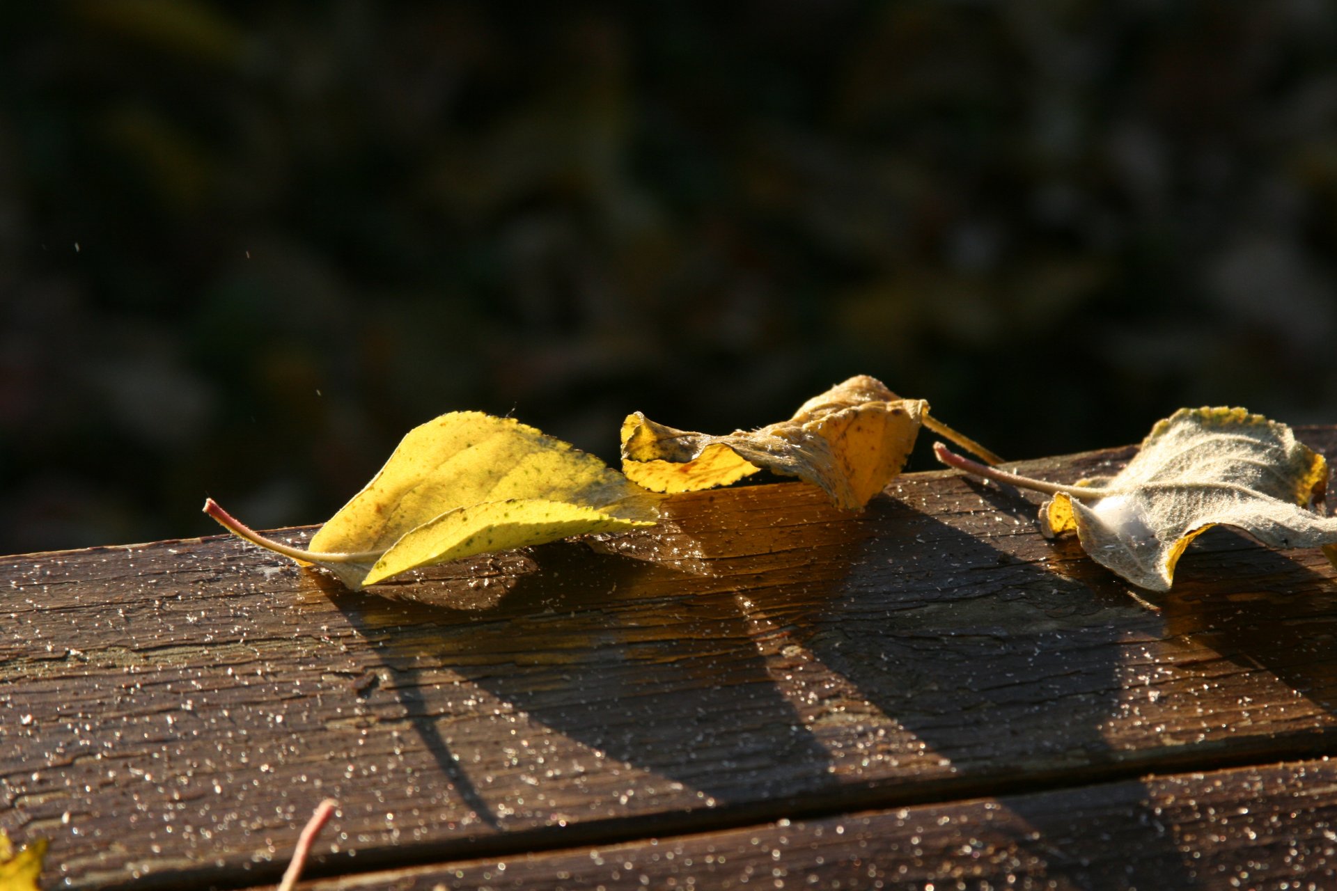 fond papier peint macro feuilles automne givre nature