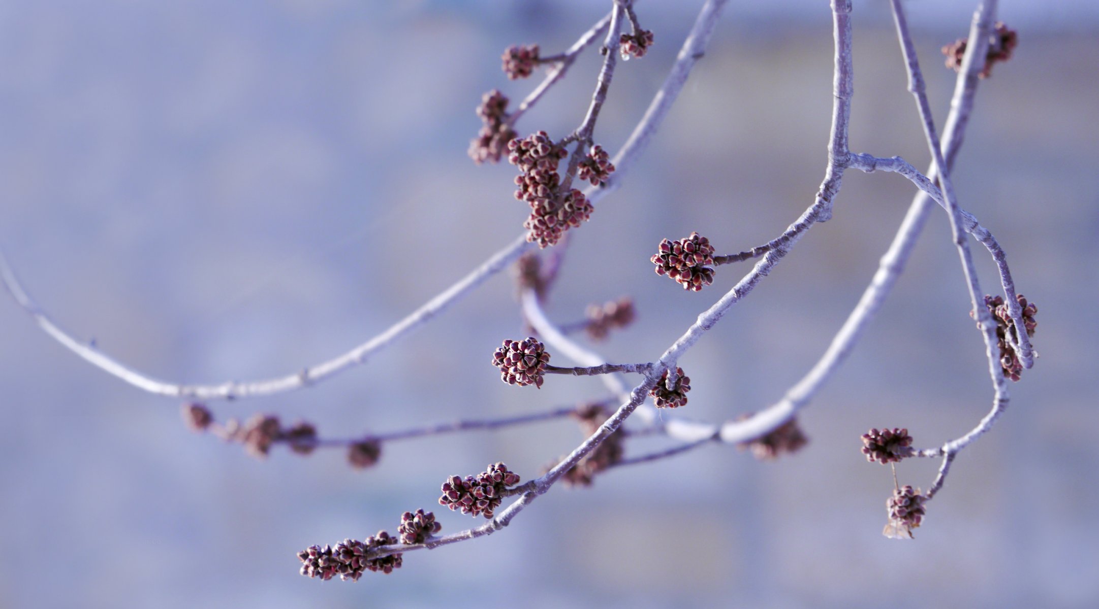 ramas brotes fondo bokeh