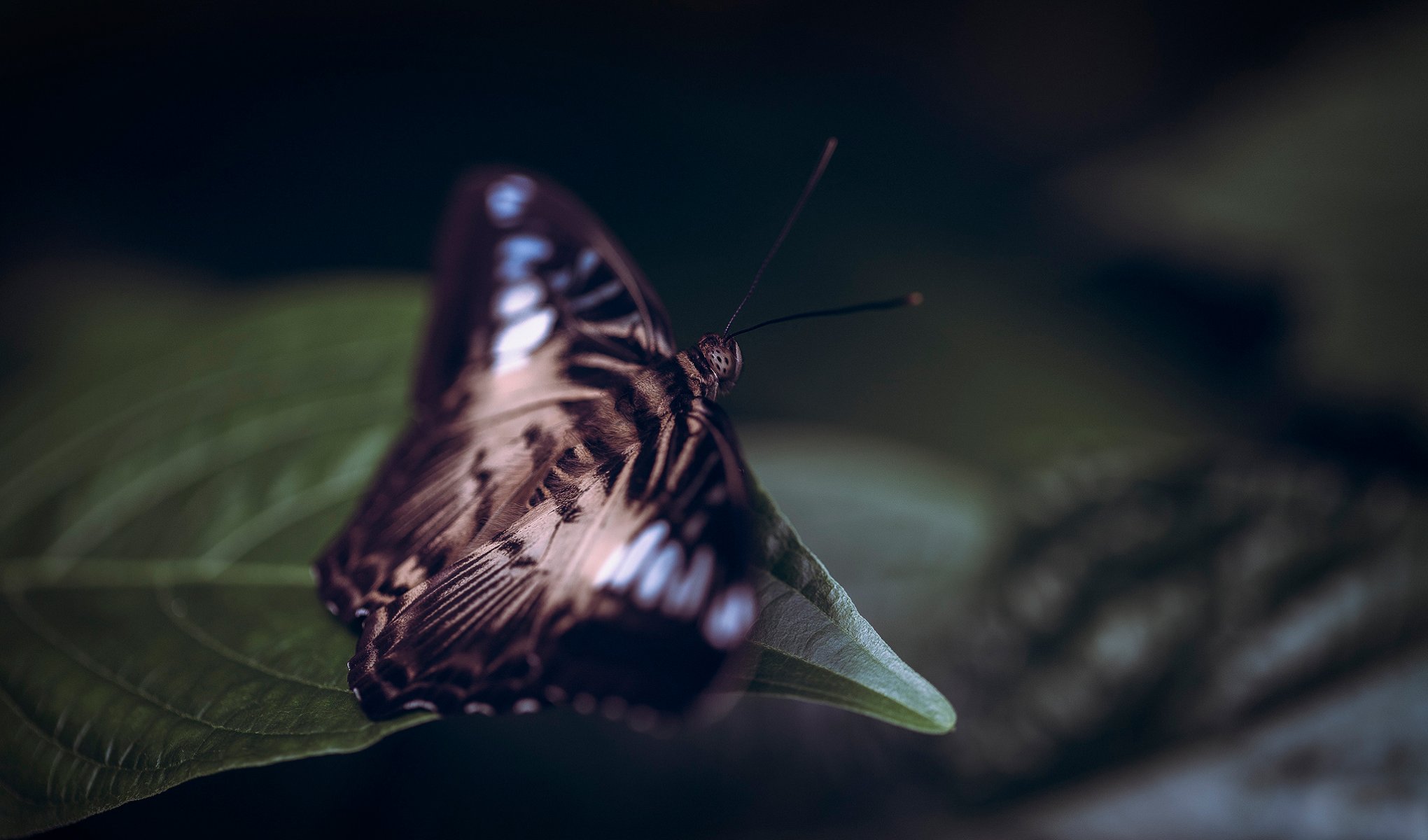 schmetterling blatt hintergrund