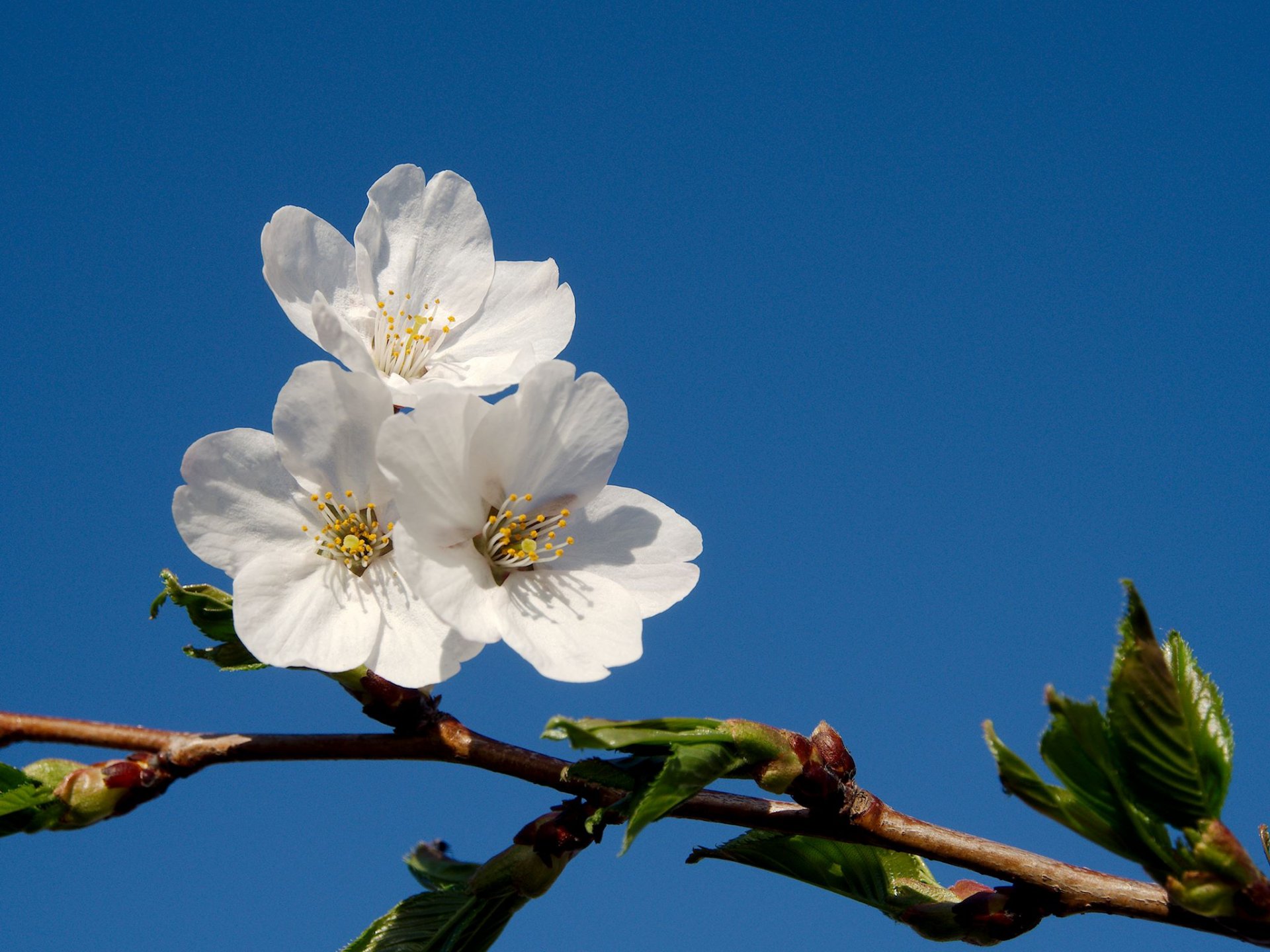 ramo fiori primavera albero frutta cielo blu