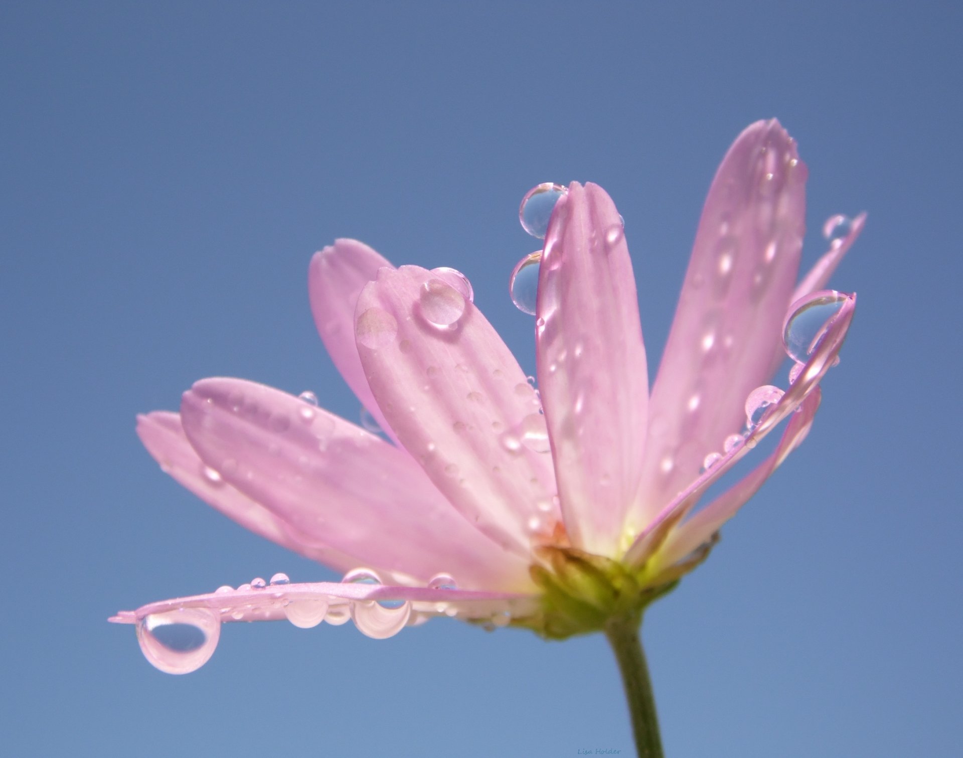 fleur gouttes pétales