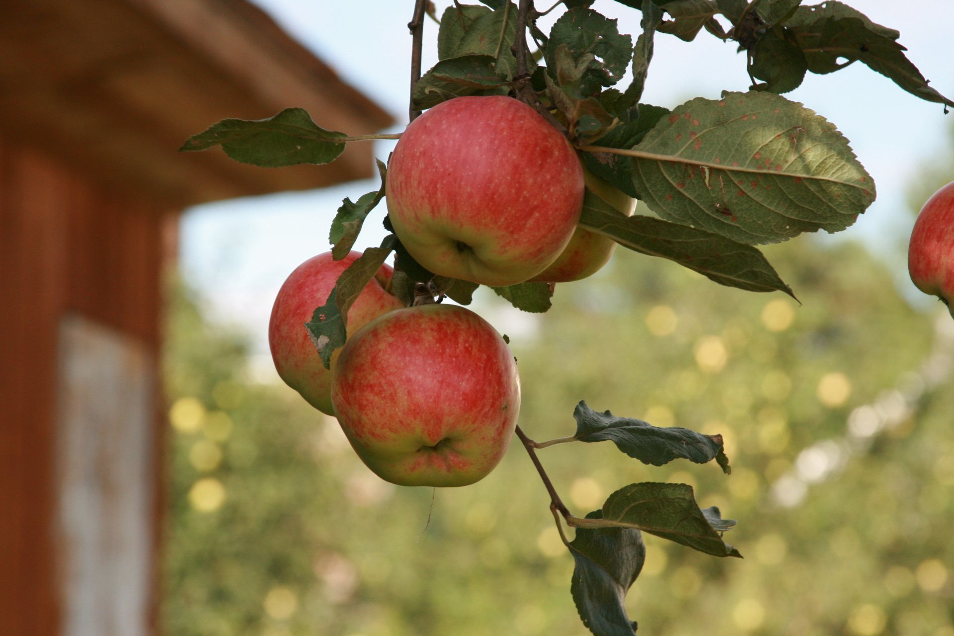 background wallpaper close up nature apple apples branch fruits supplies village summer