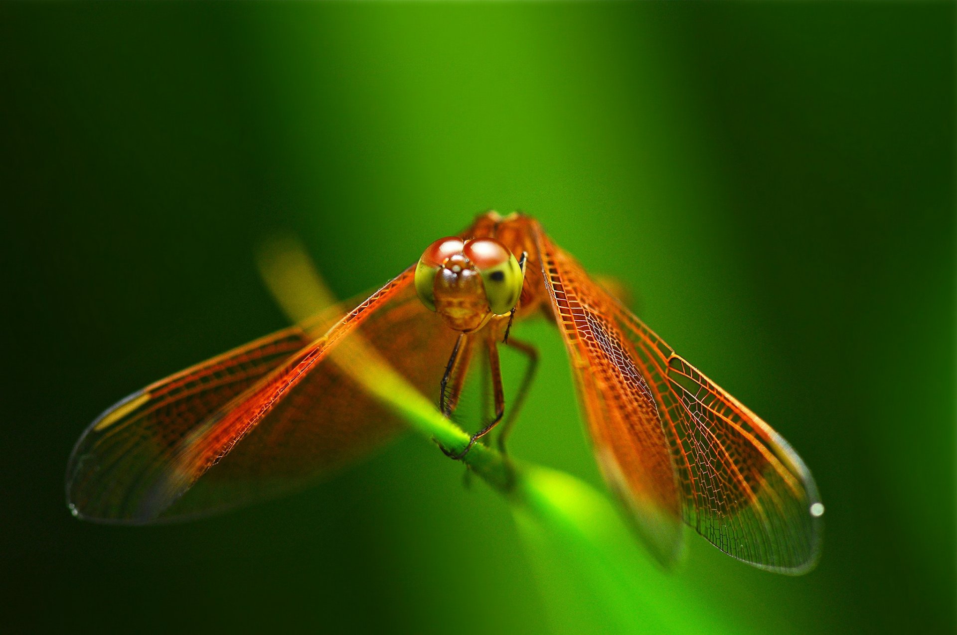 filo d erba insetto libellula rosso