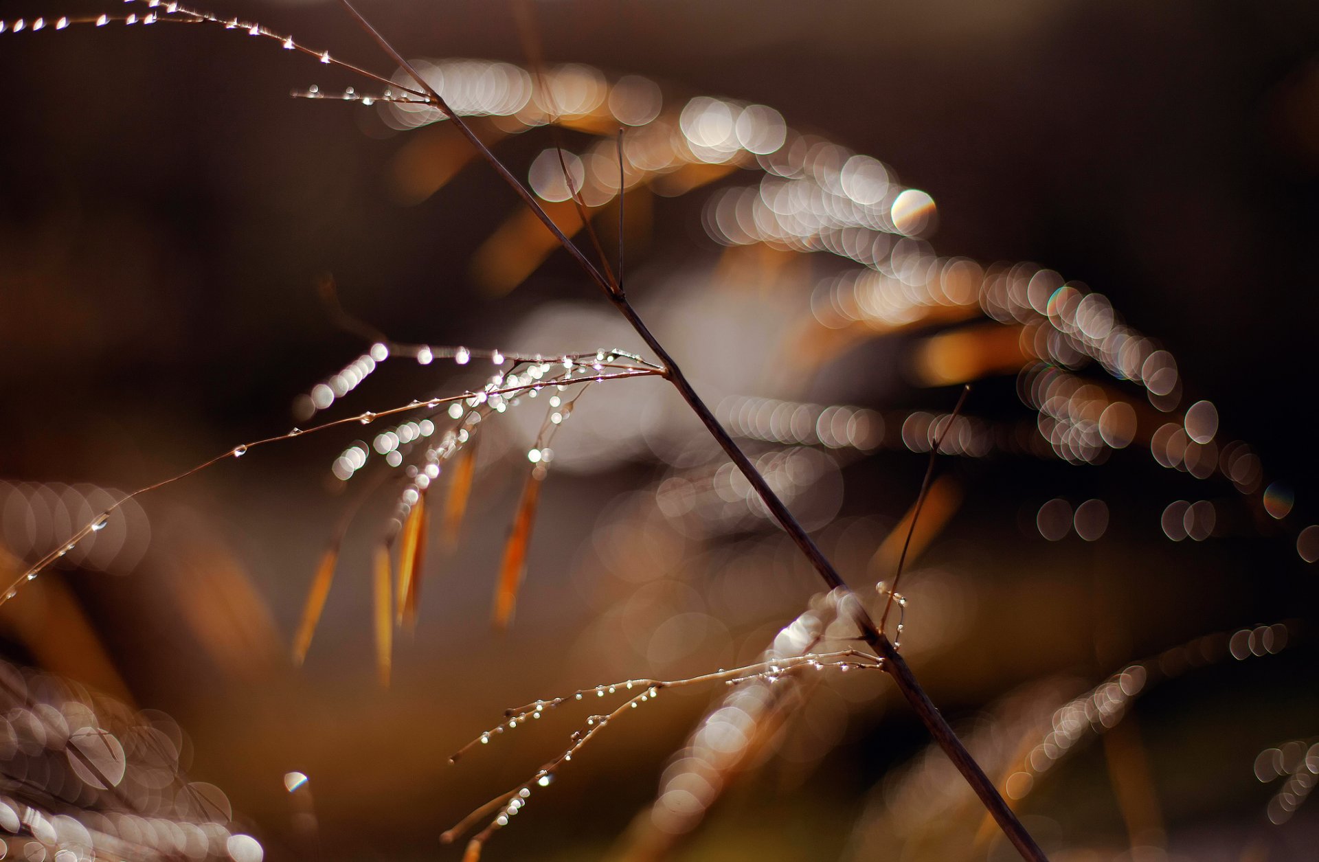 gros plan herbe branche gouttes lumière rosée éblouissement bokeh