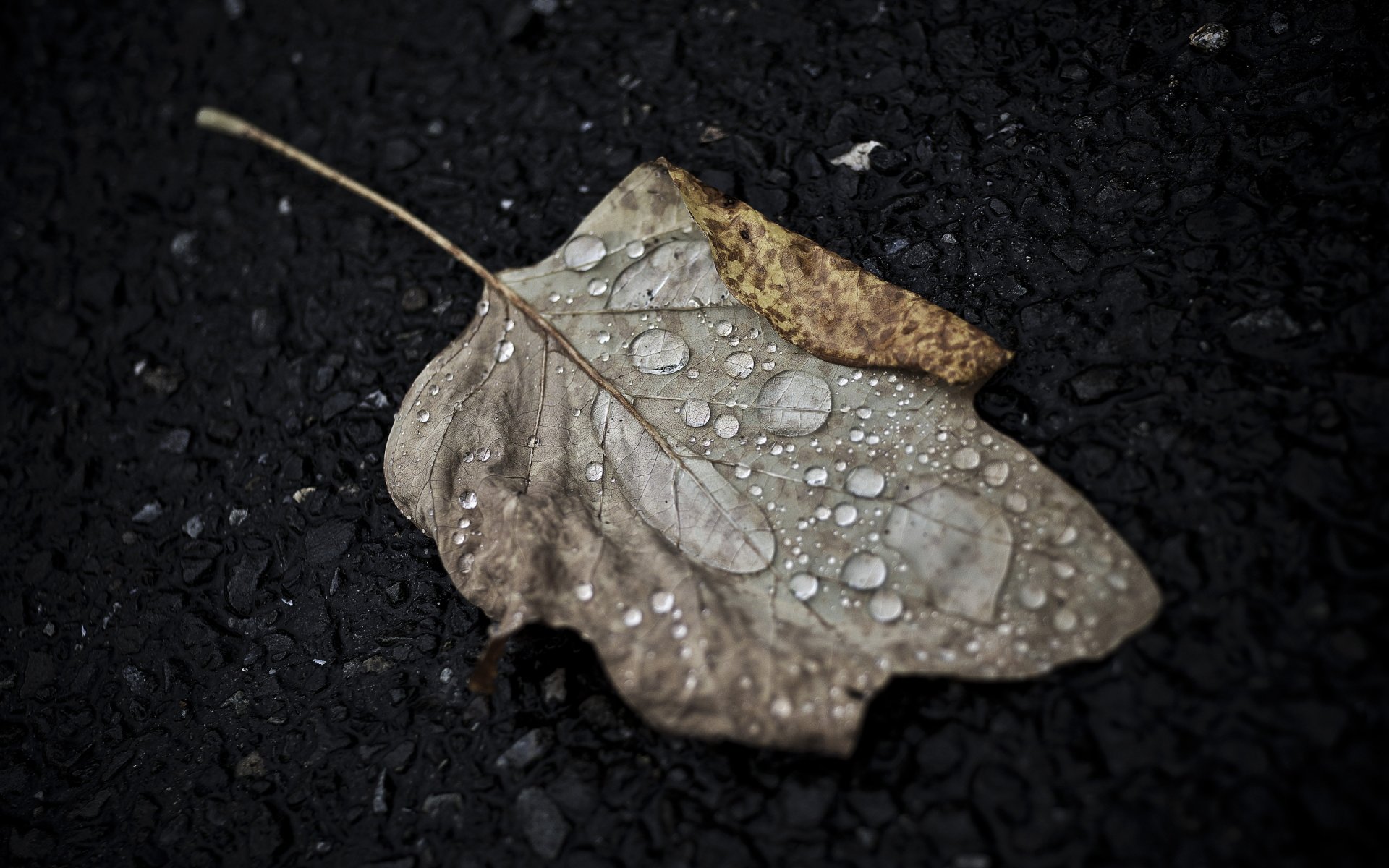 feuille gouttes automne gros plan