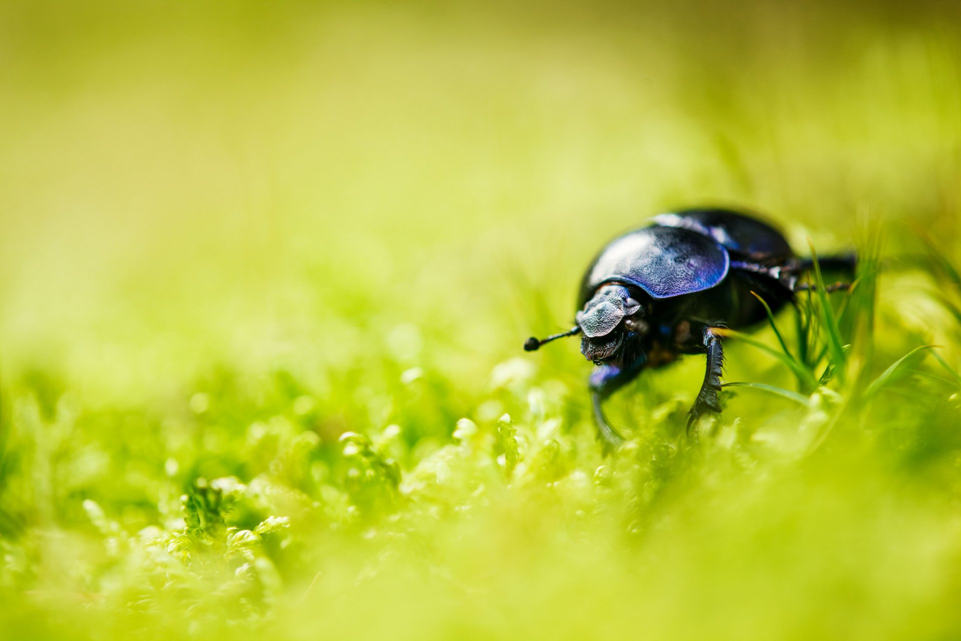 estate erba scarabeo bokeh