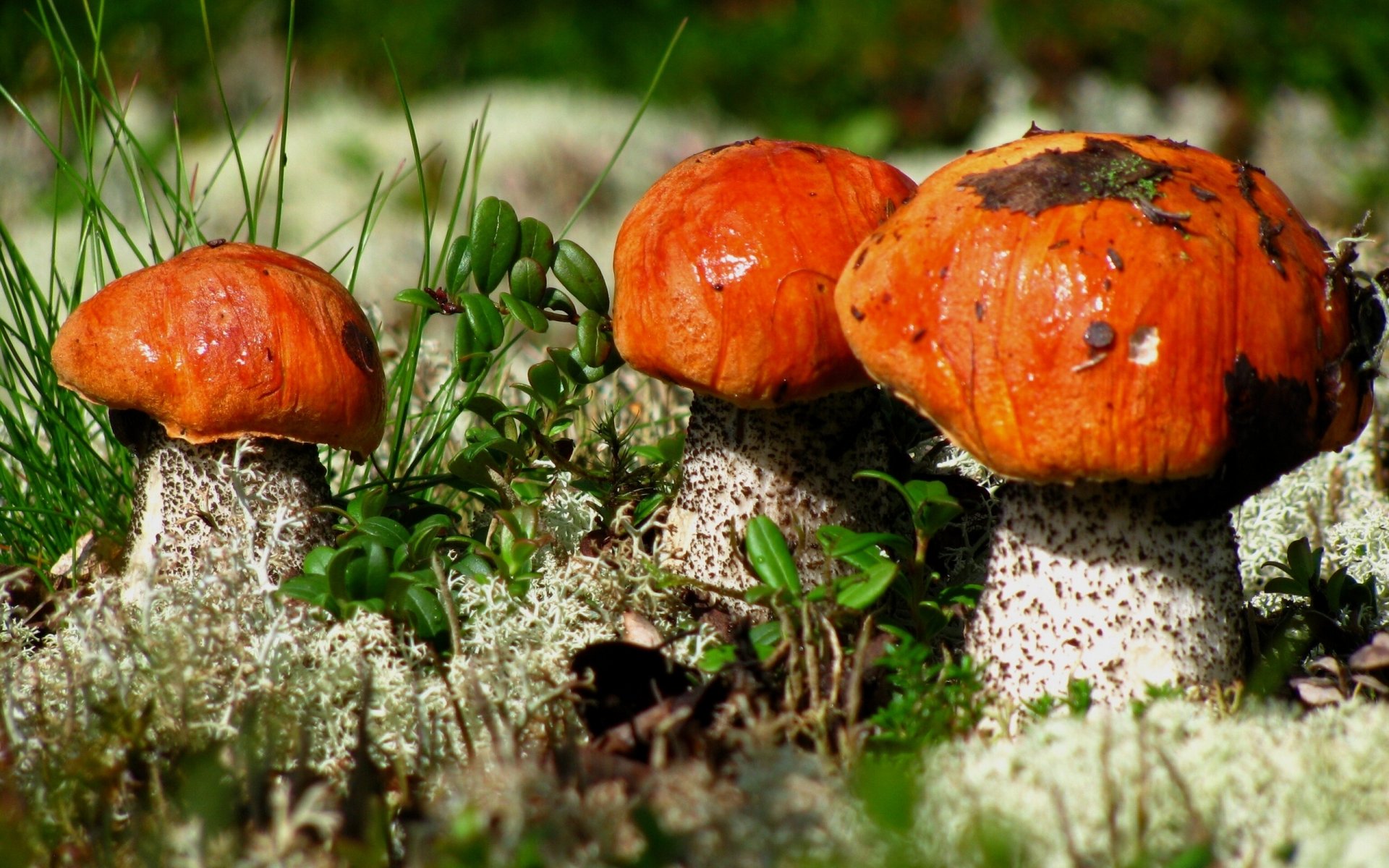 close up aspen mushroom